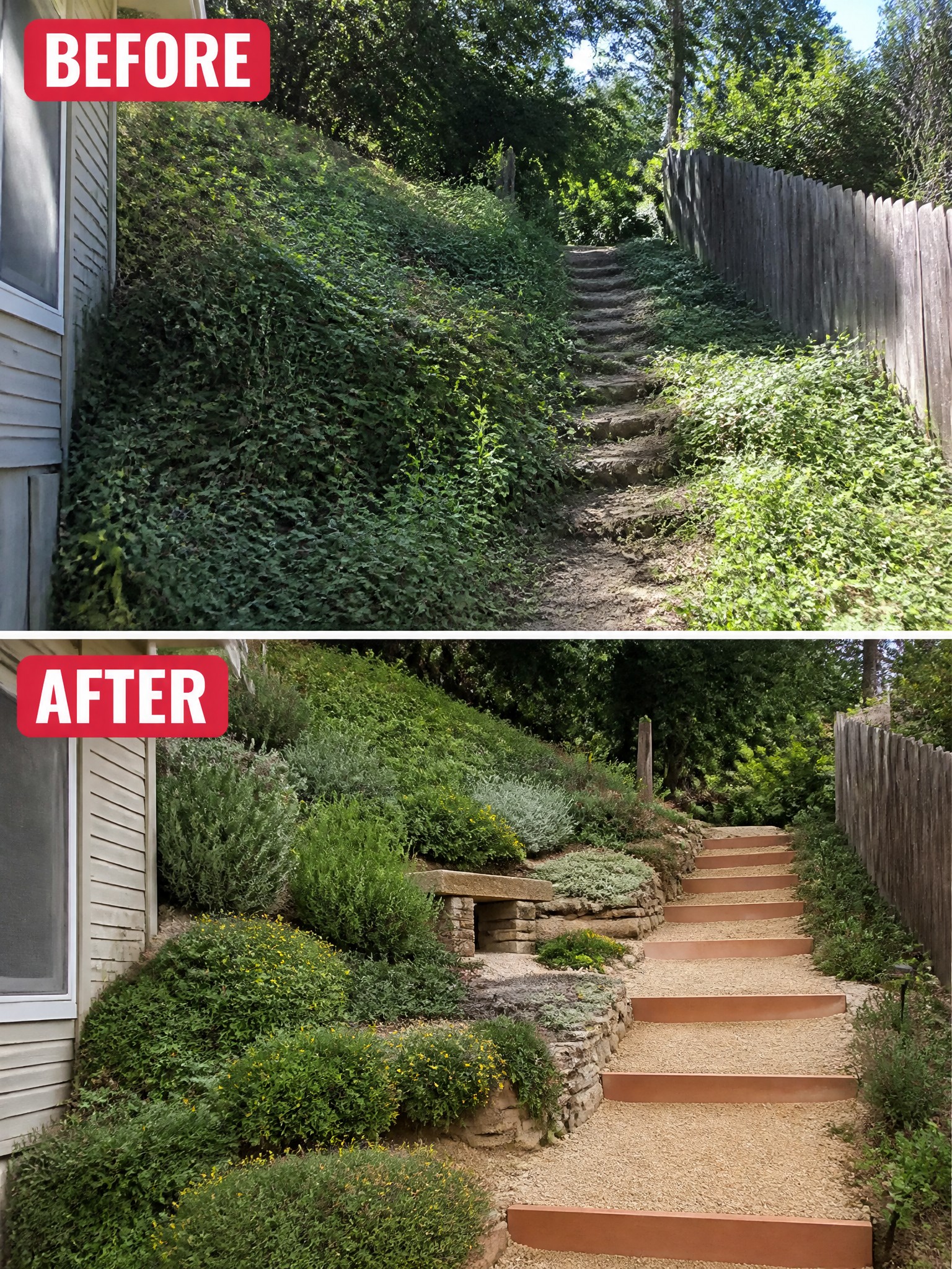 Before and after of overgrown ivy hillside transformed into landscaped garden with stone steps and shrubs.