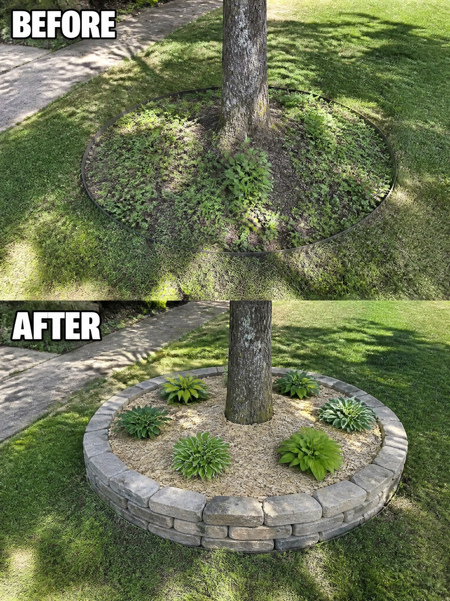 Before-and-after tree ring: weedy dirt circle transformed into stone-bordered mulch bed with hostas.