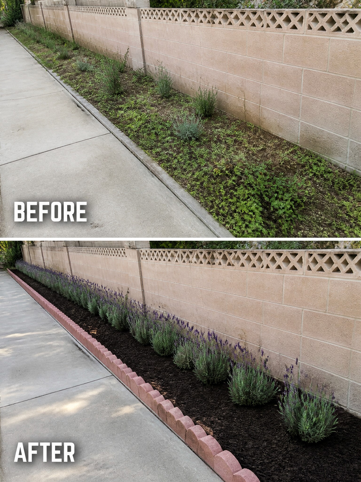 Before overgrown weeds and after mulched lavender bed with pink scalloped border.