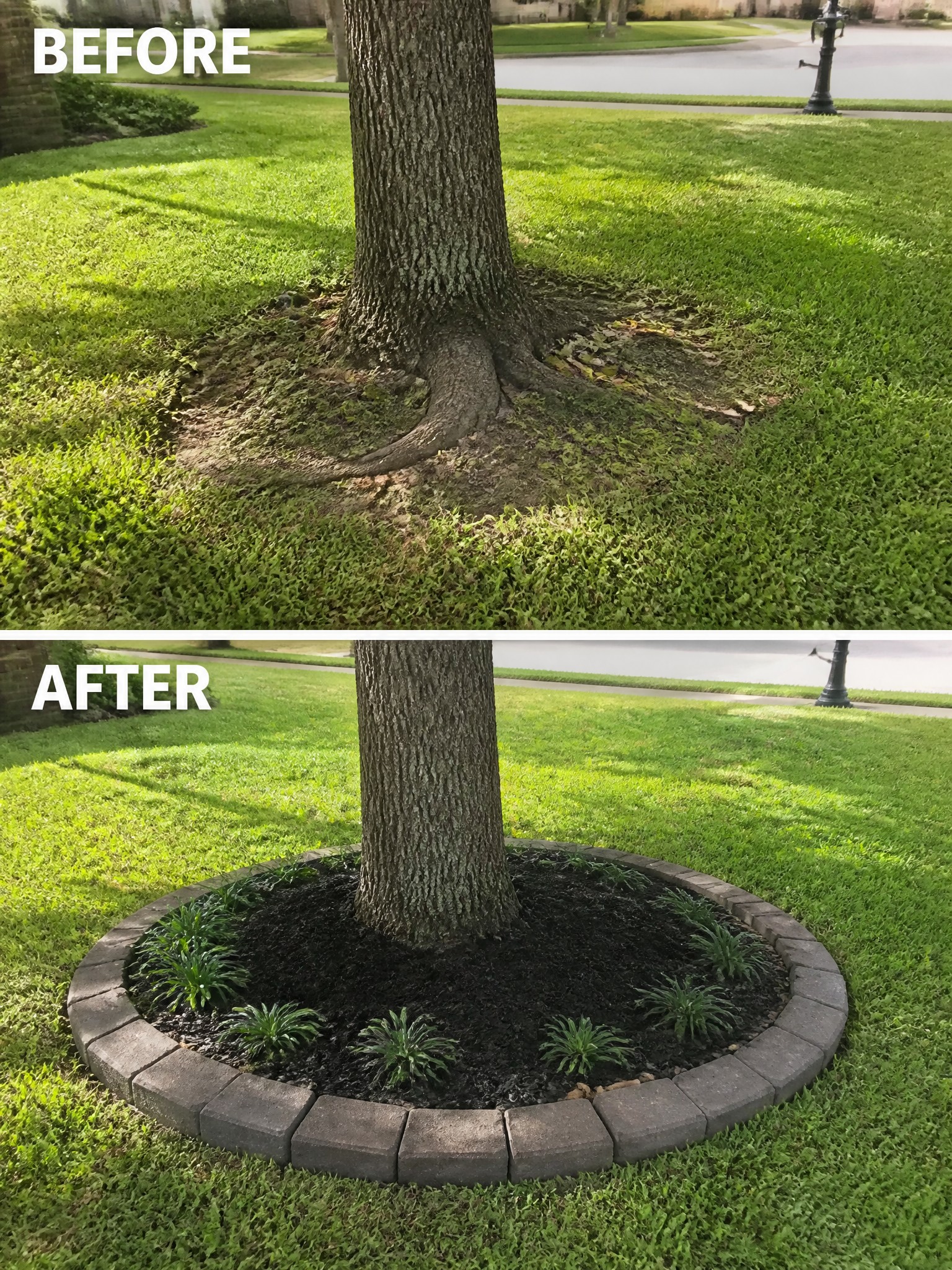 Before and after of tree with added circular brick border, mulch, and plants.