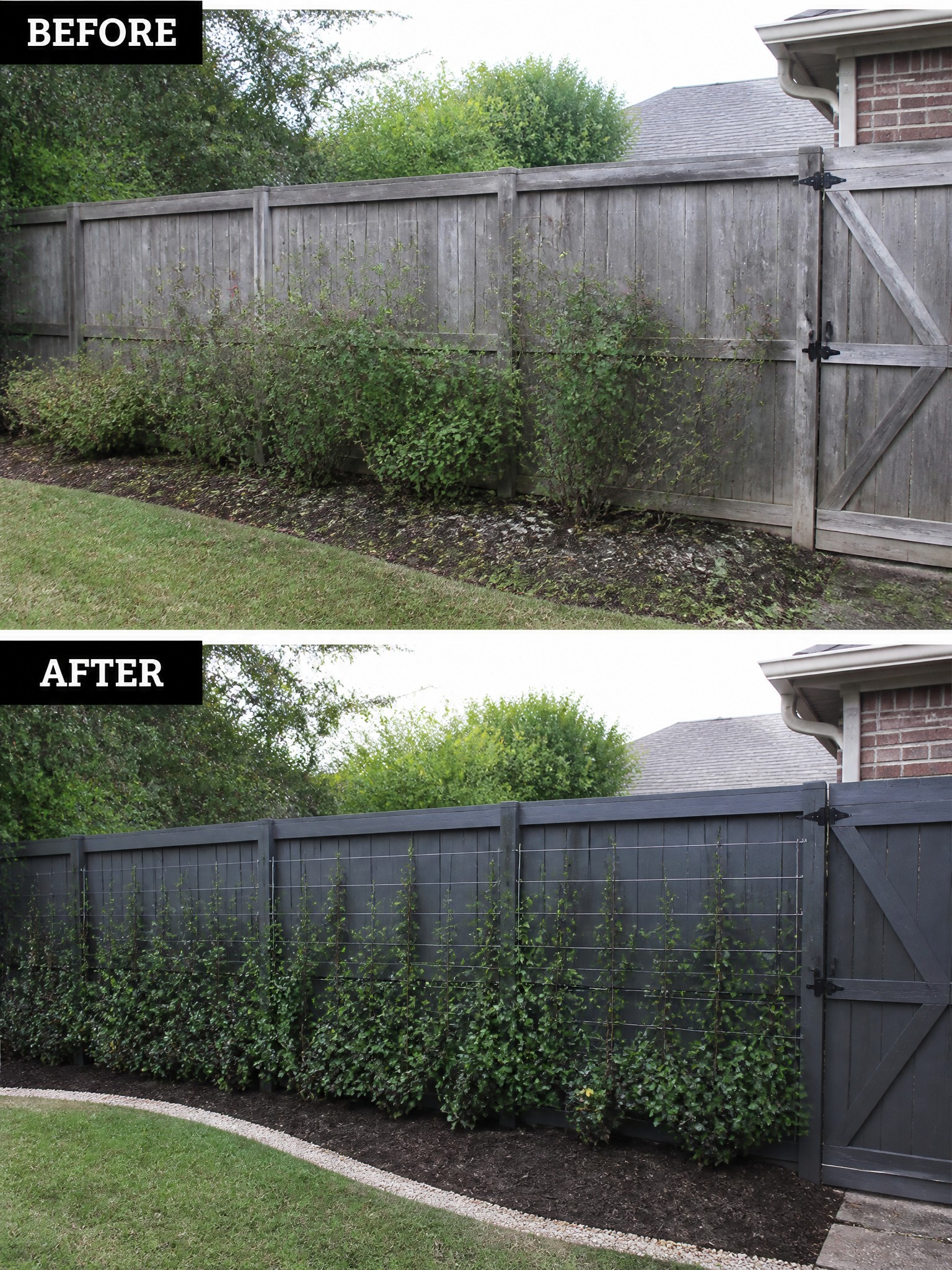 Before and after of gray fence repainted dark with neat vines on wire trellis.