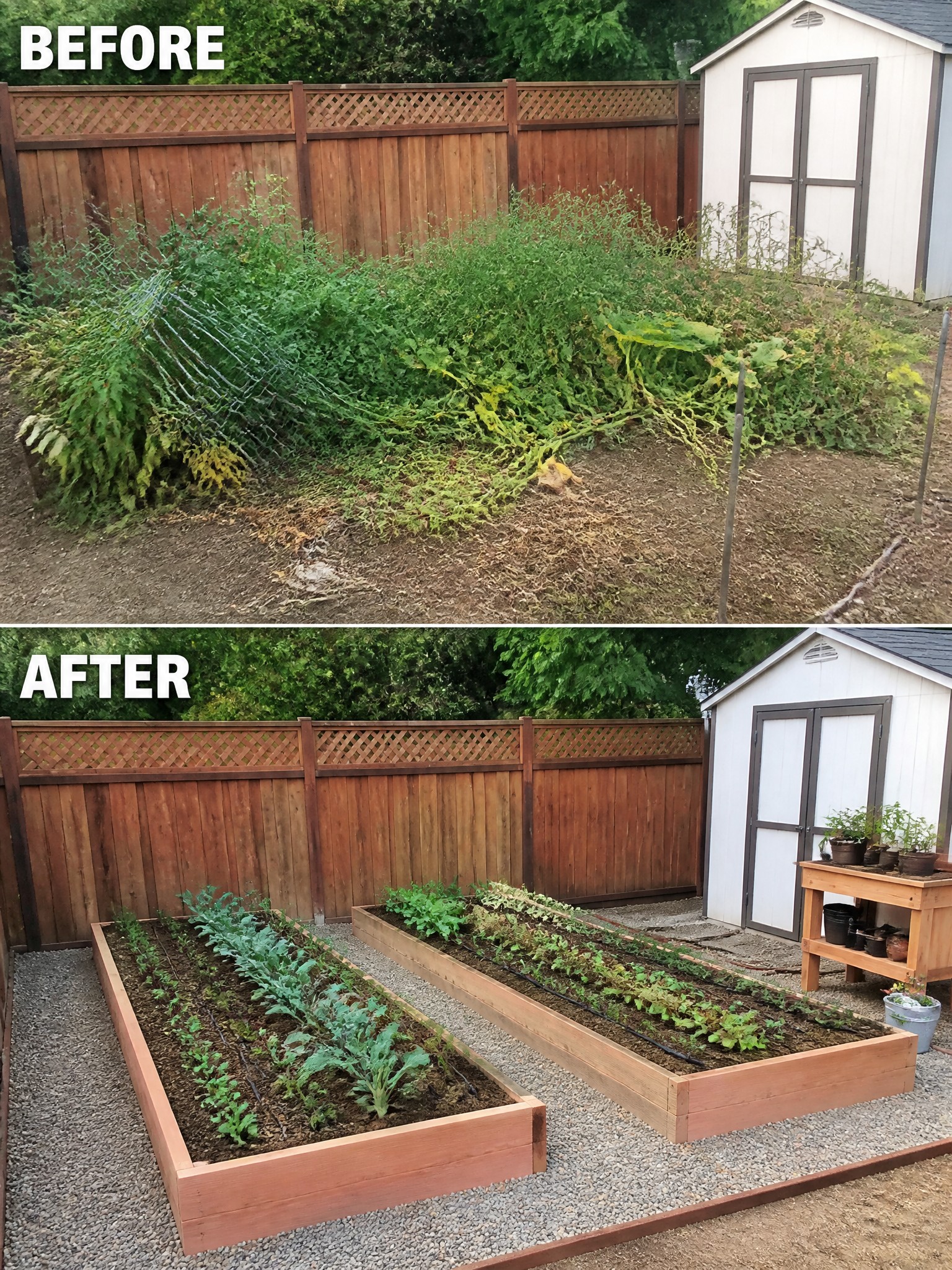 Before and after of overgrown backyard garden transformed into neat raised beds.