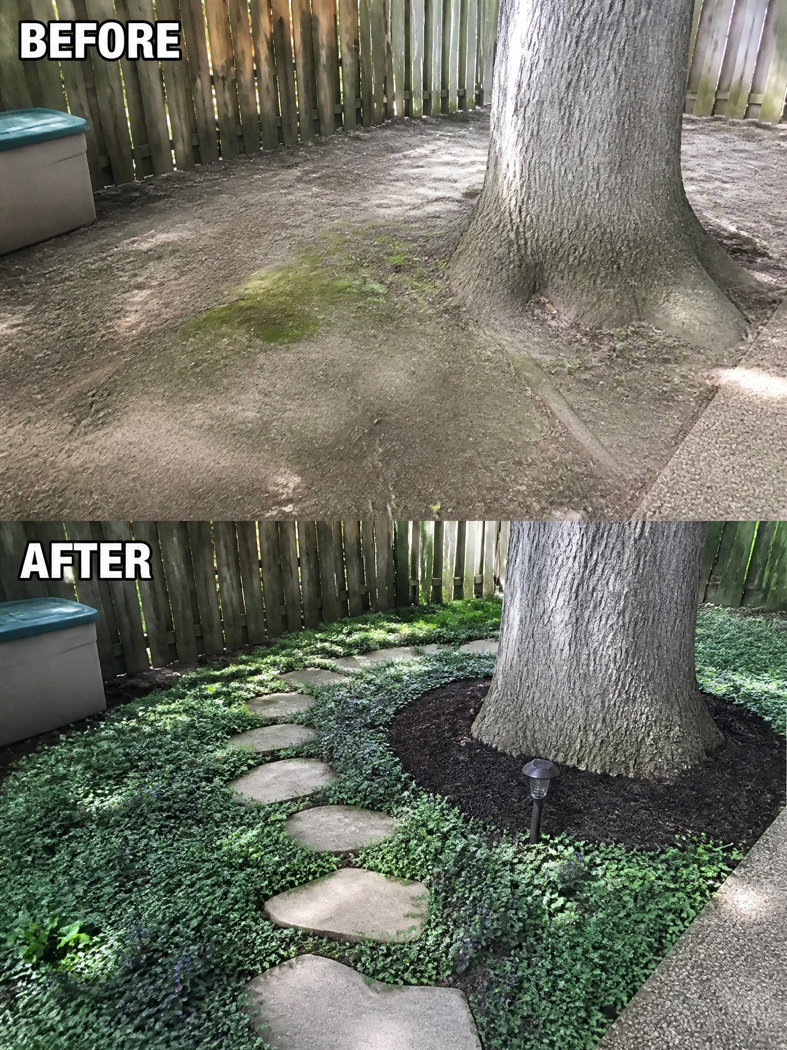 Before and after backyard with tree: muddy dirt versus stepping stones amid green groundcover