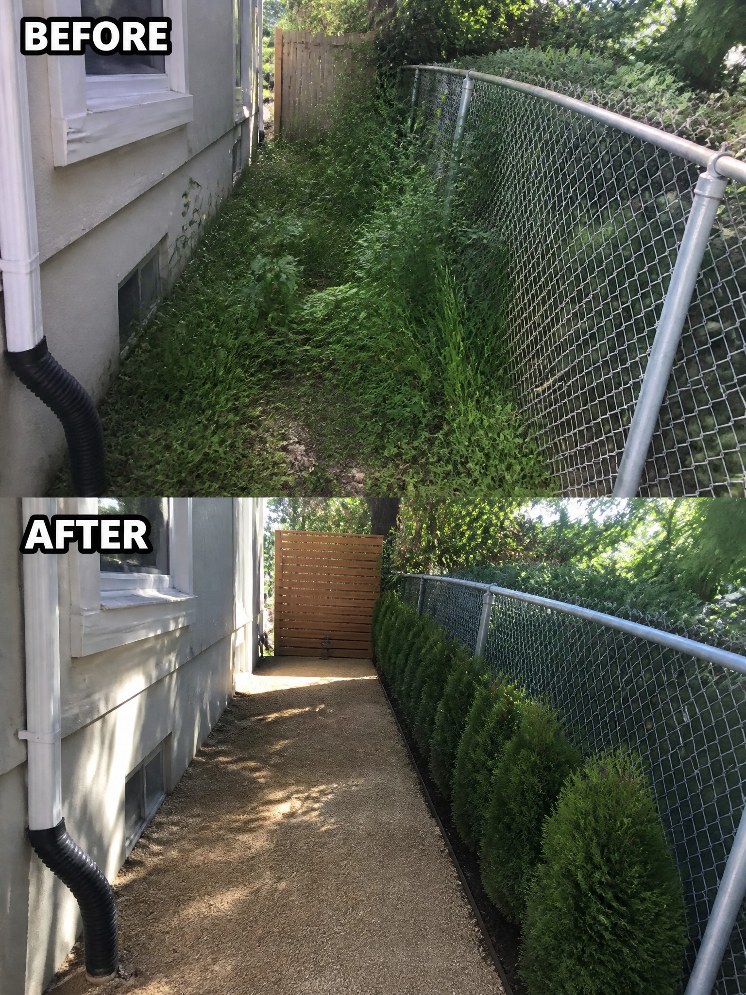 Before and after of overgrown yard cleared into gravel path with shrubs.