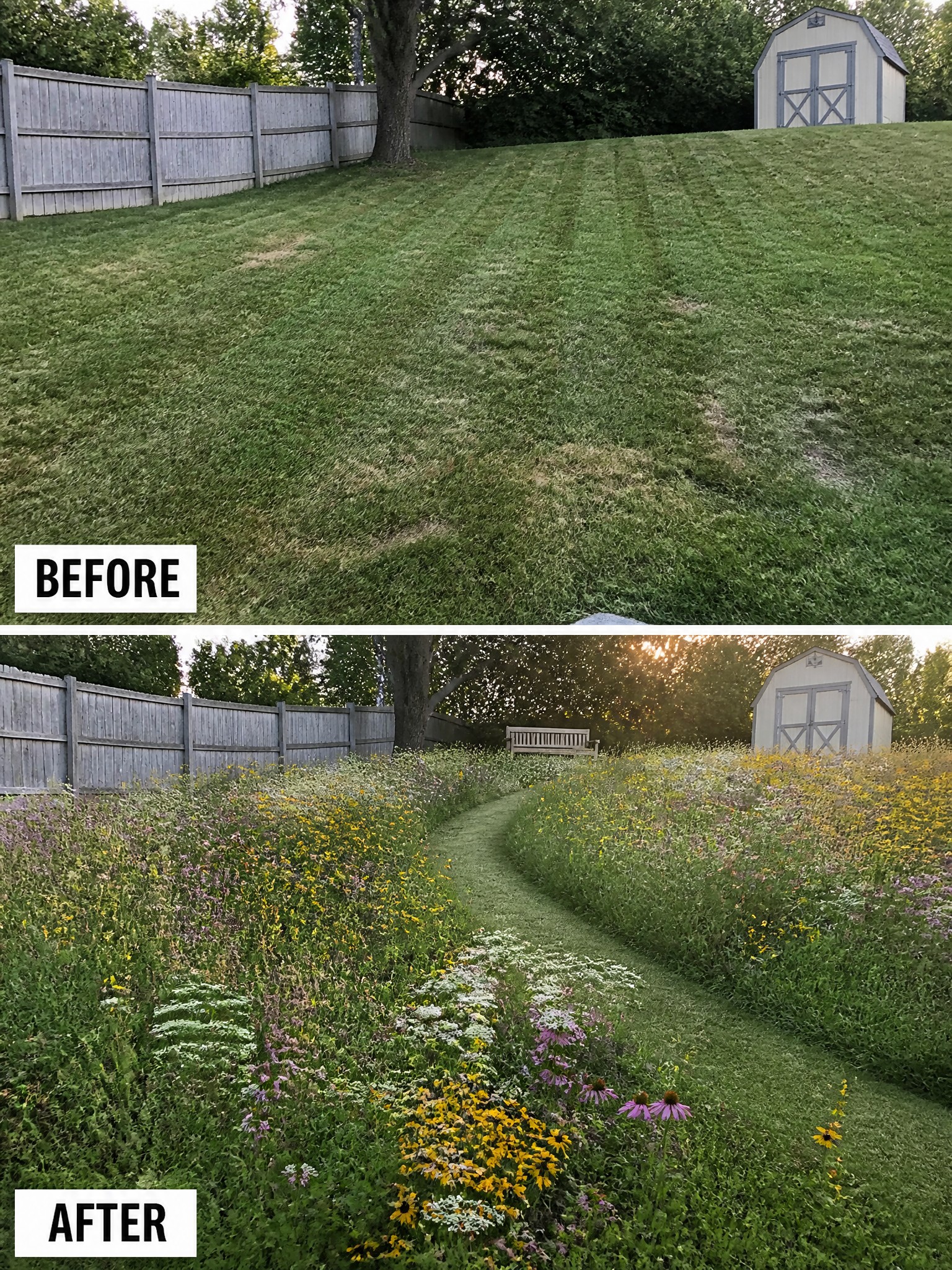 Before-and-after of mowed lawn transformed into colorful wildflower meadow with winding path.