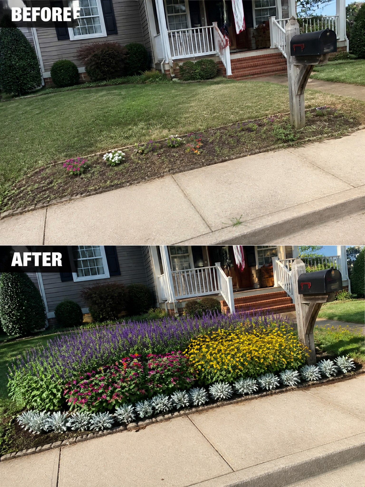 Before sparse garden strip transformed into lush colorful flower bed beside house sidewalk