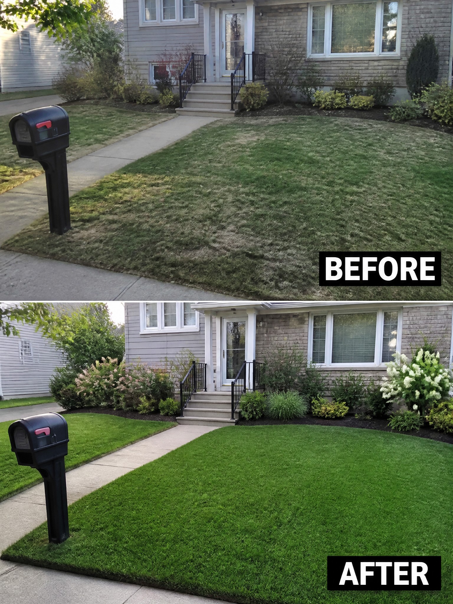 Before-and-after front yard showing patchy brown lawn transformed into lush green turf.