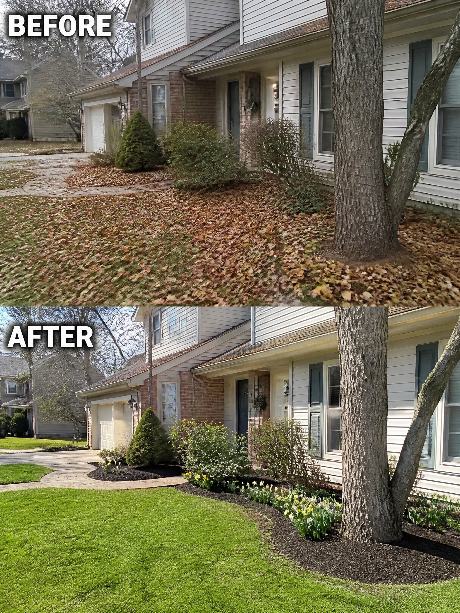 Before-and-after view of house yard cleared of leaves with added flowers and mulch