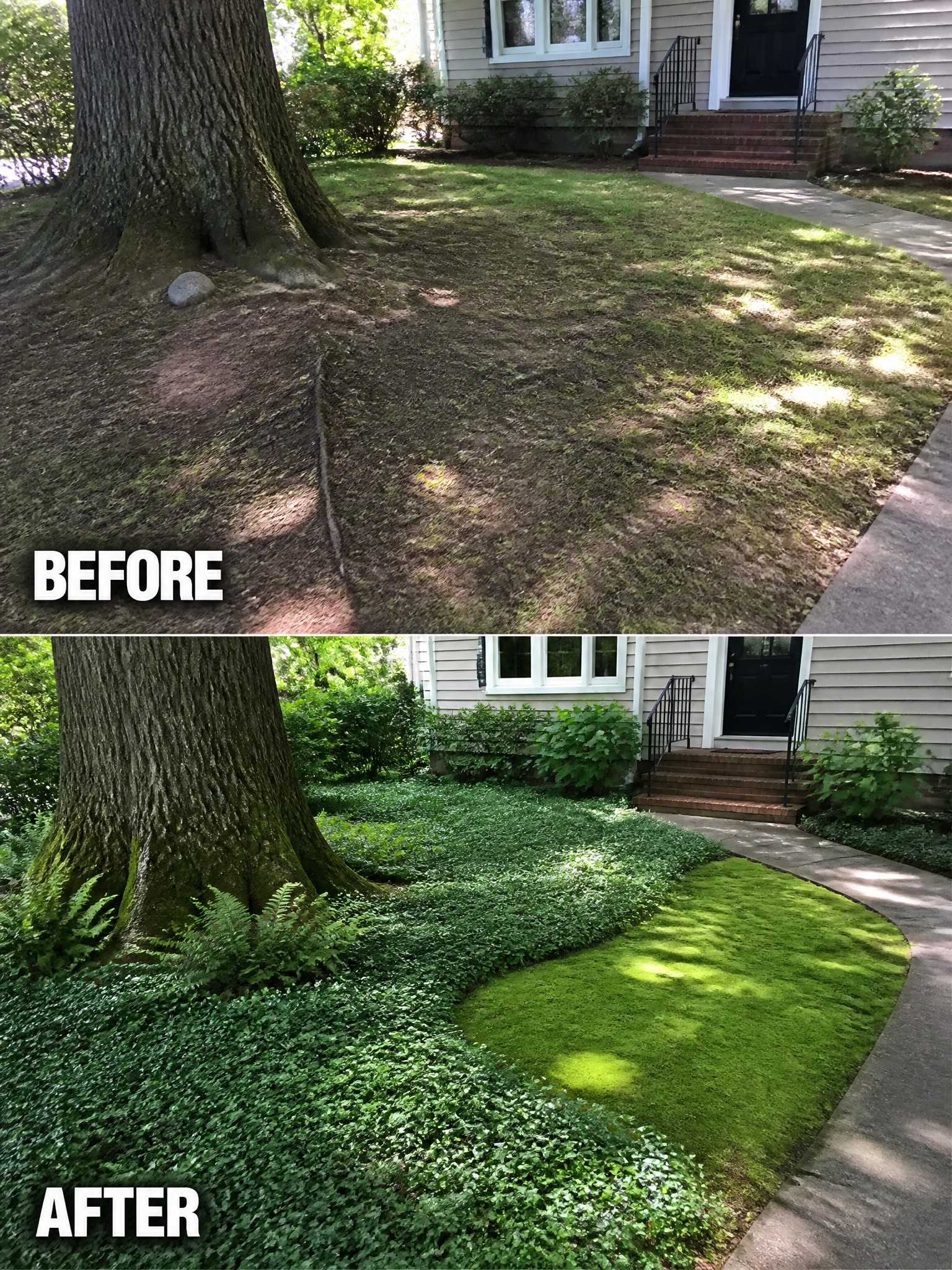 Before and after of dry brown lawn transformed into lush green ground cover by tree.