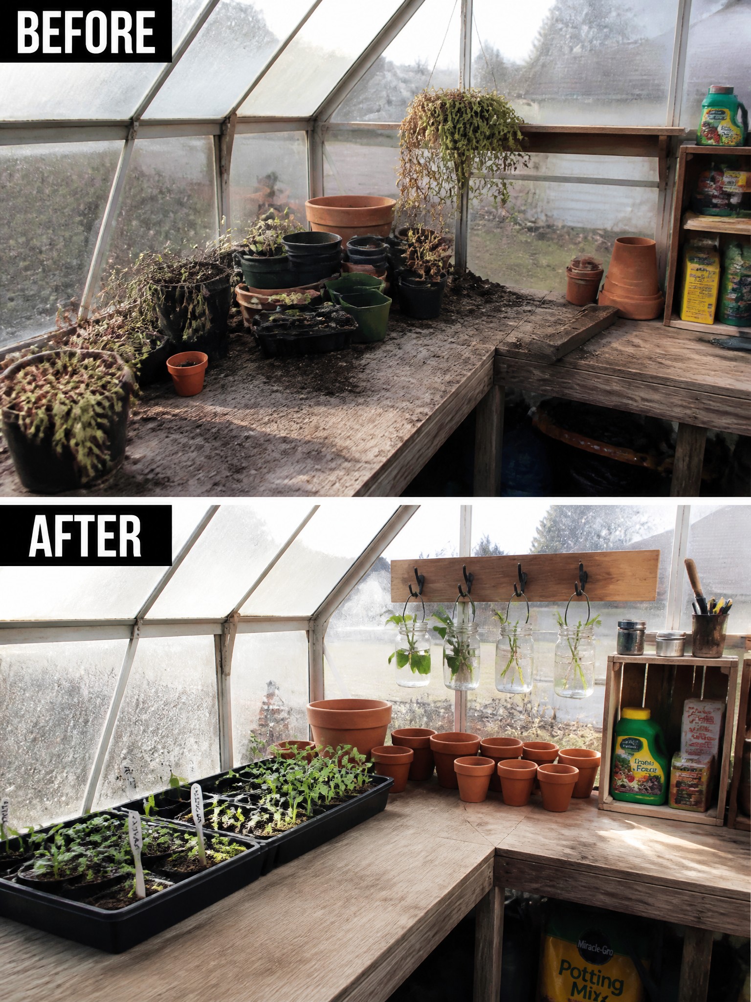 Greenhouse before cluttered with wilted plants, after neat with seedlings in jars and trays
