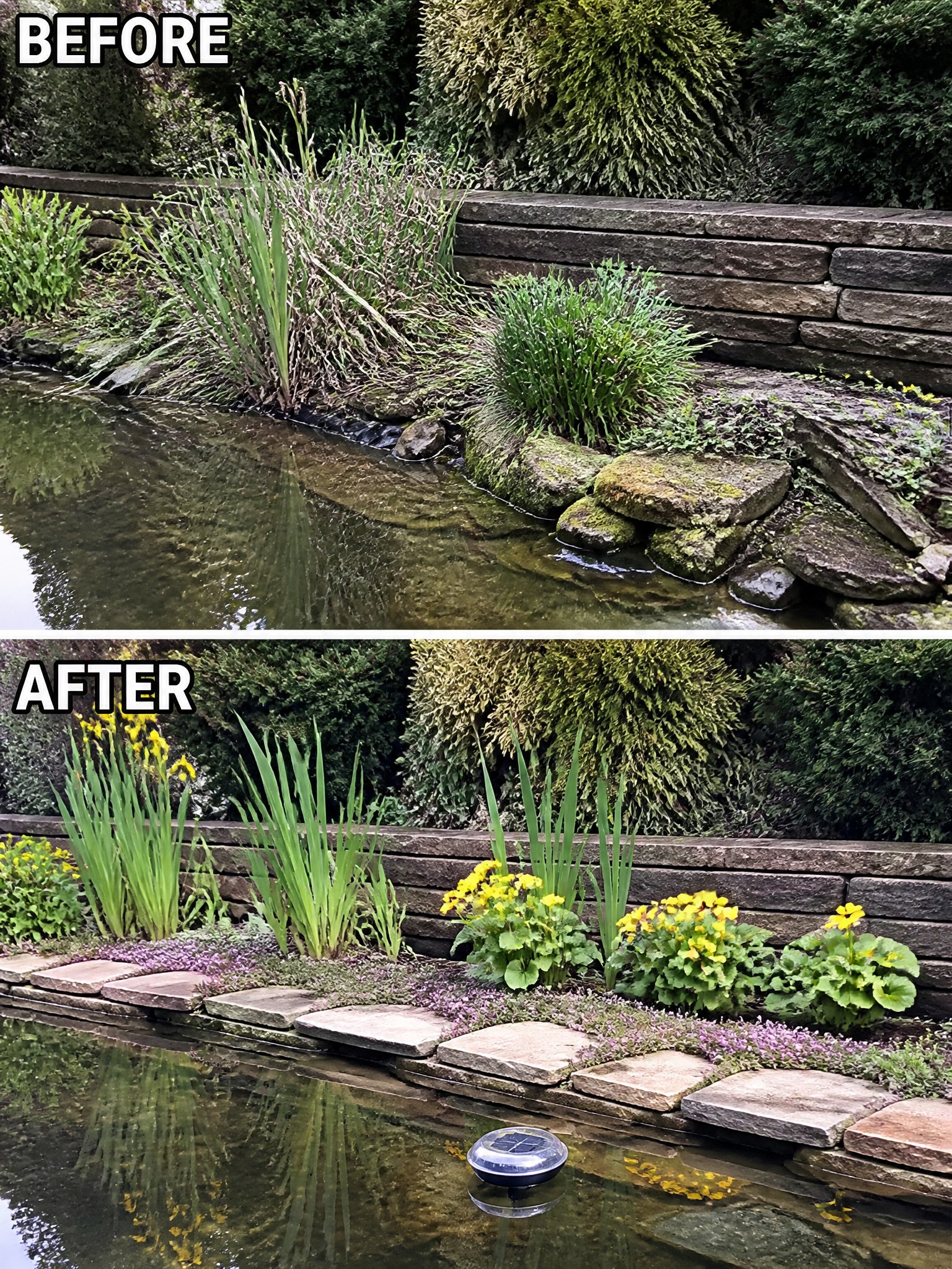 Before-and-after image of an overgrown pond edge changed into a structured border with stone pavers, purple groundcover, and yellow flowering plants.