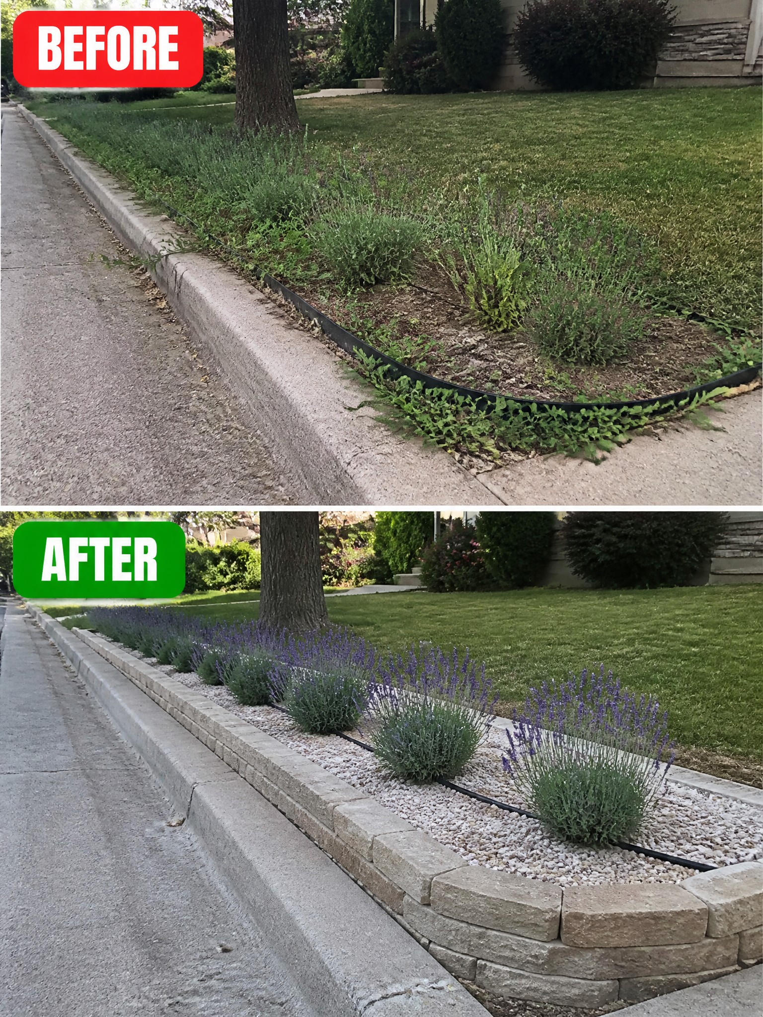 Before-and-after image of an overgrown curb strip turned into a raised stone flower bed filled with gravel and lavender plants.