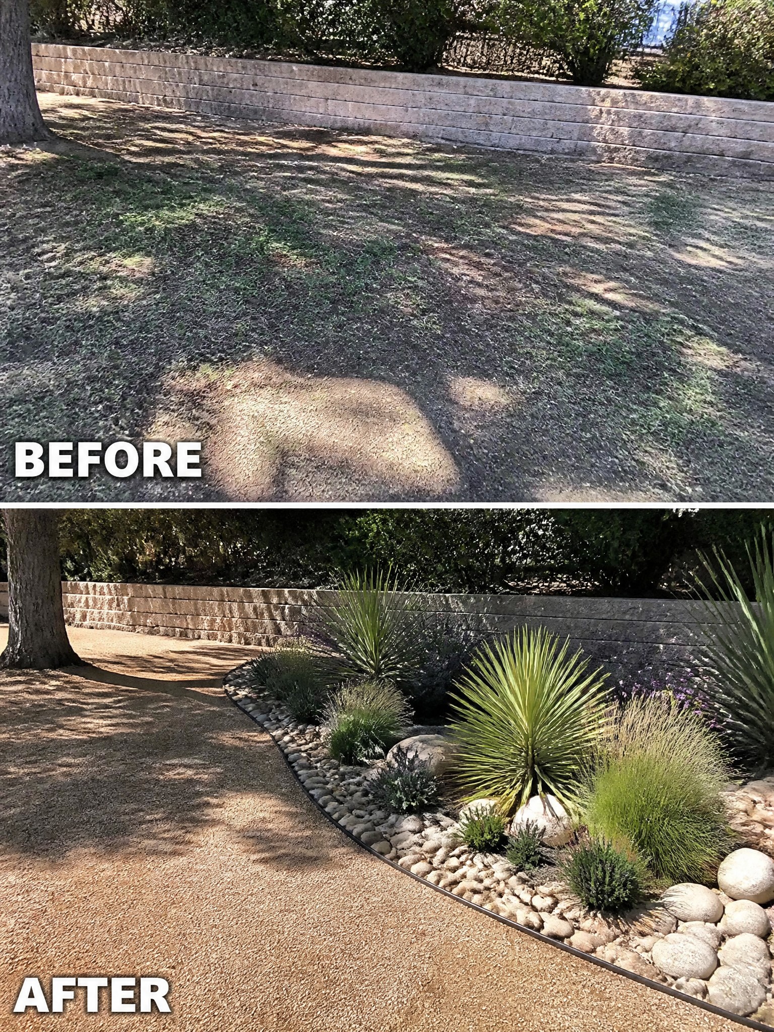 Before and after of patchy lawn transformed into landscaped garden with plants and rocks.
