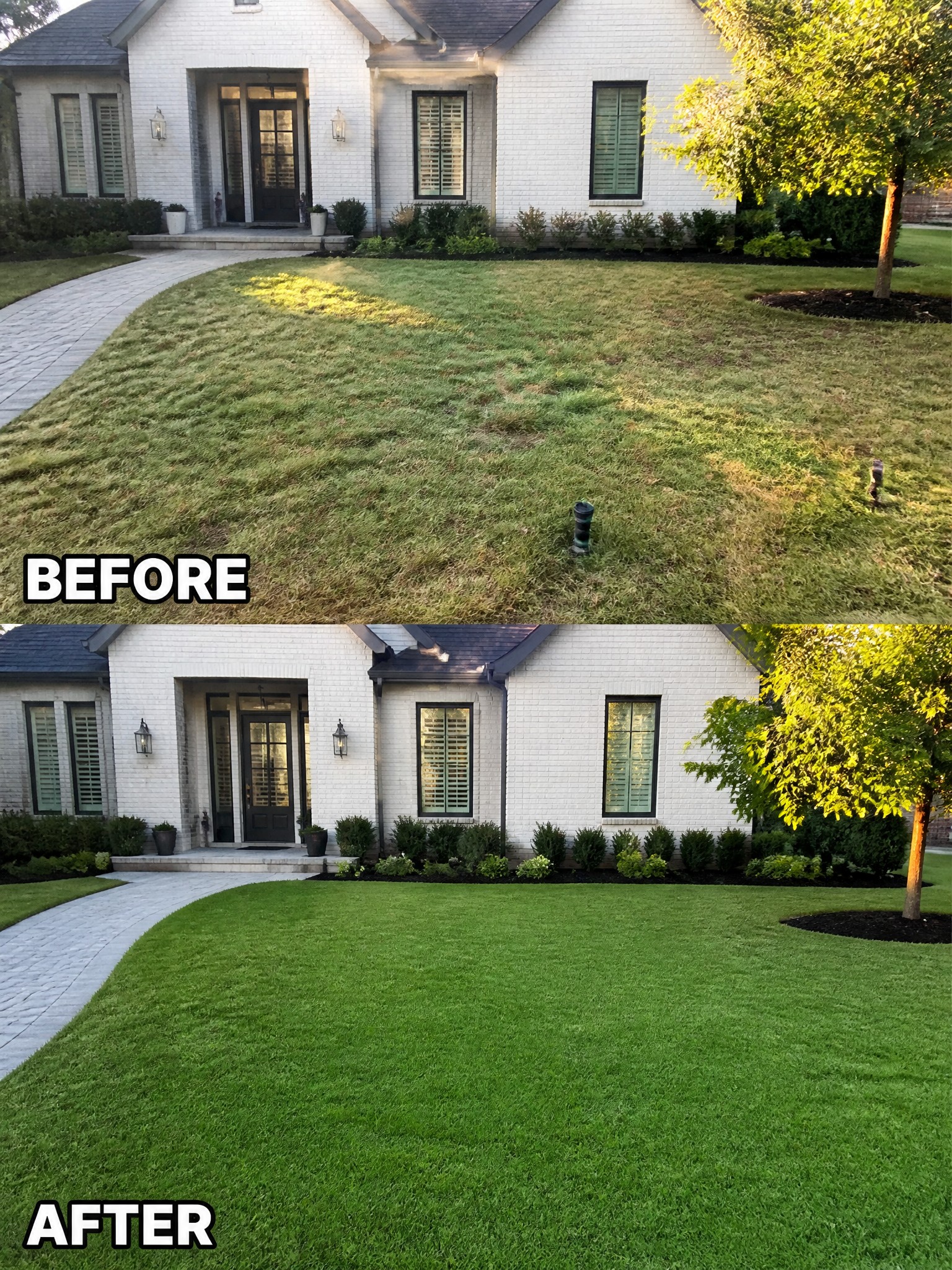 Before and after of patchy dry lawn transformed into lush green grass at white brick house