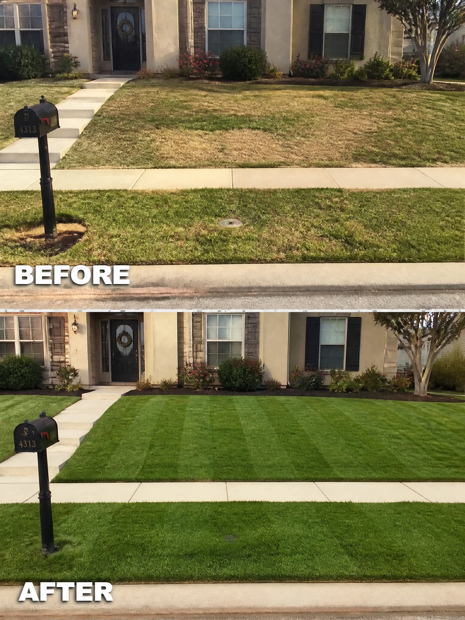Before and after of patchy brown lawn transformed into lush green striped grass