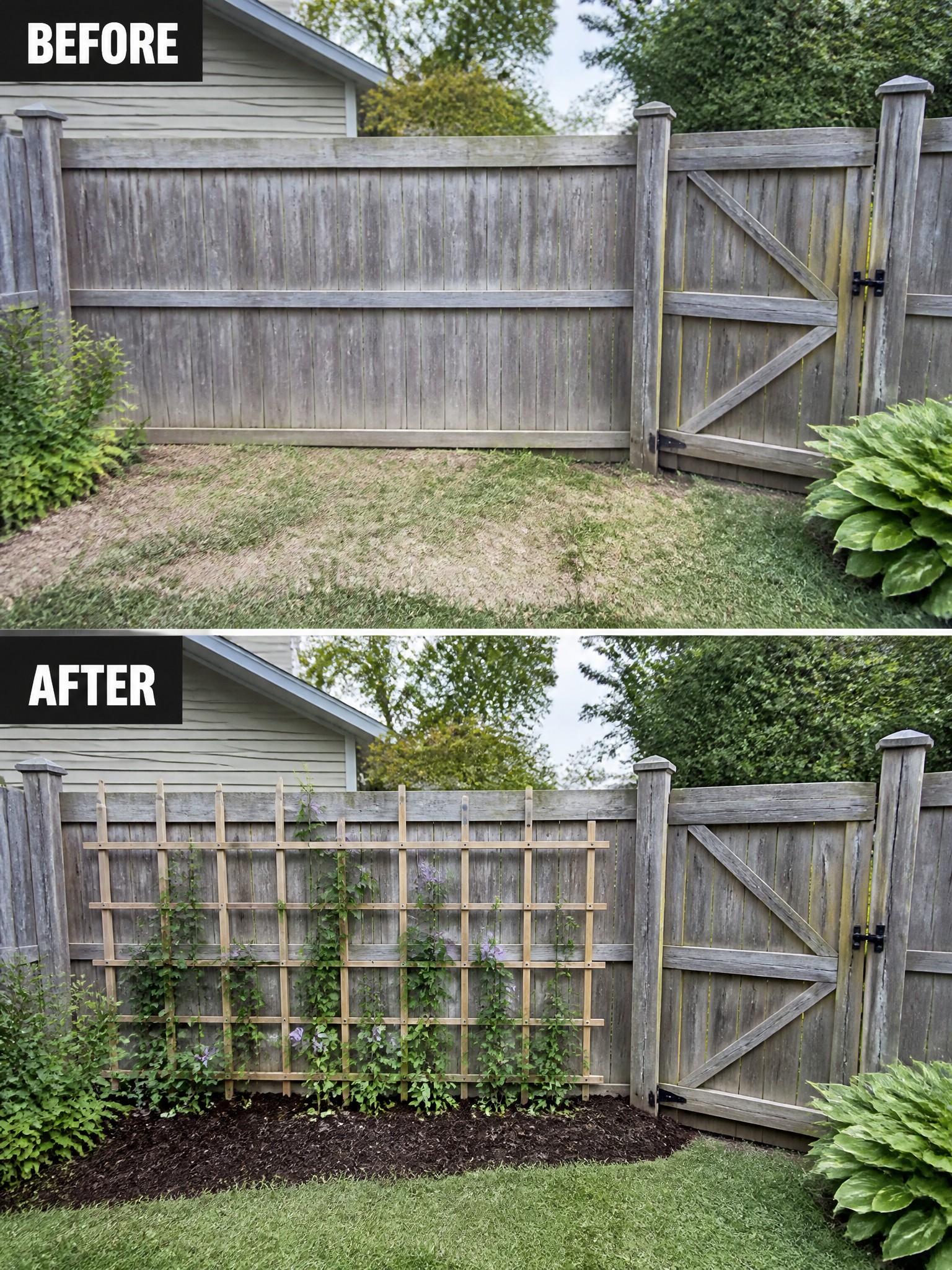Before and after wooden fence with trellis, climbing vines, and fresh mulch bed