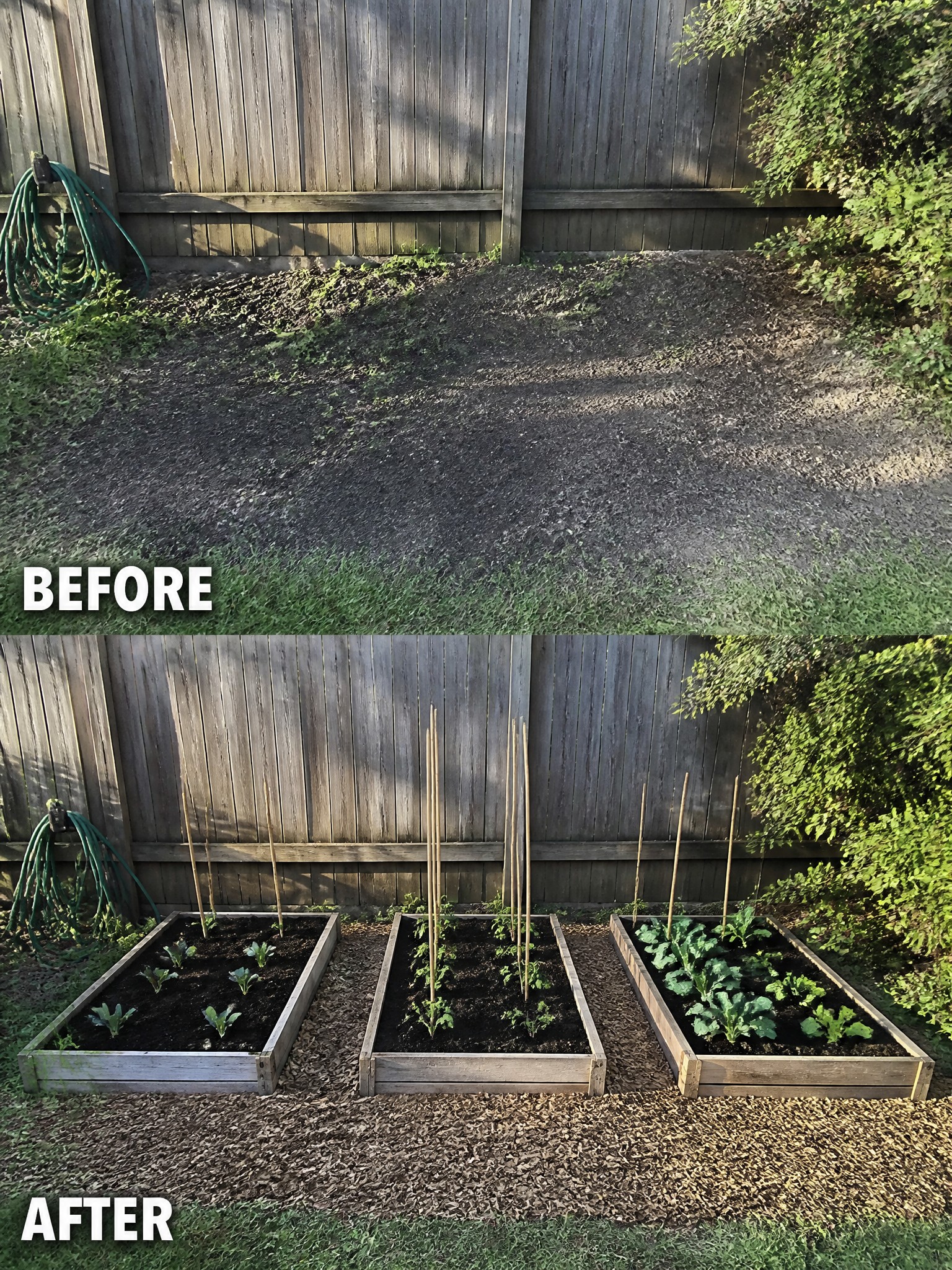 Before-and-after image of a bare dirt area along a fence changed into three raised garden beds planted with vegetables and edged with mulch.