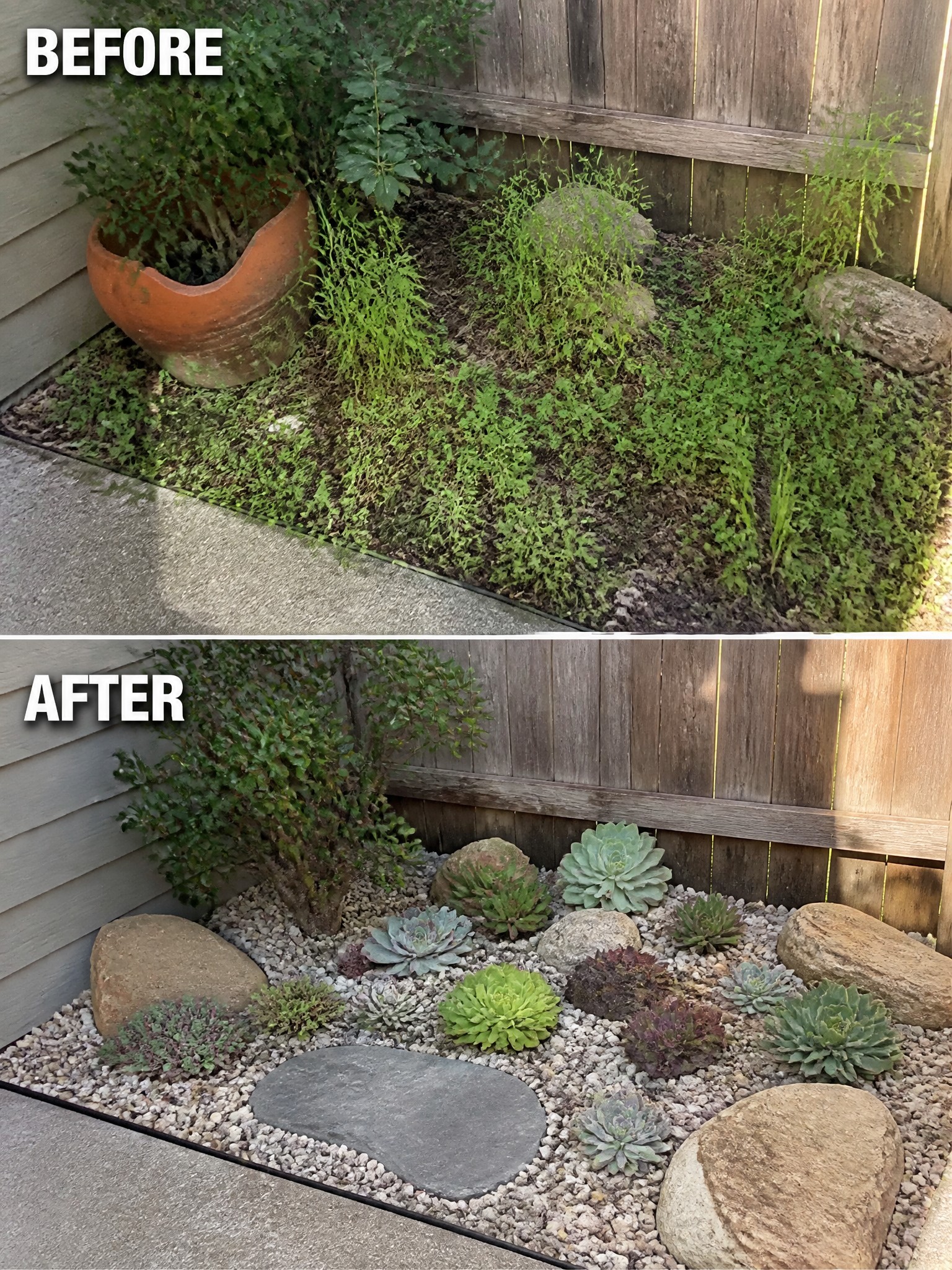 Before-and-after image of an overgrown garden bed along a fence changed into a clean gravel bed with arranged succulents and rocks.