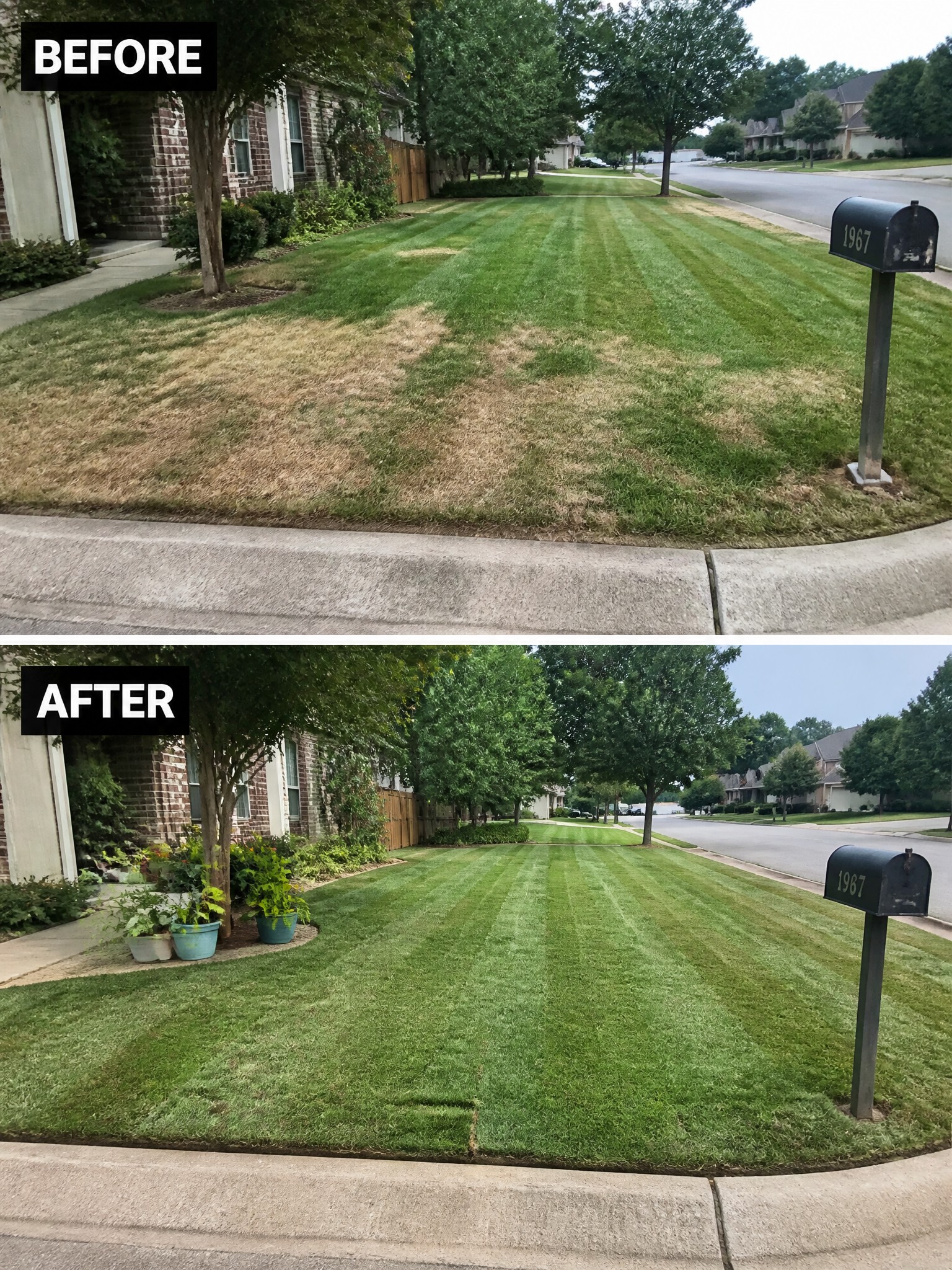 Before-and-after suburban lawn showing patchy brown grass transformed into lush green stripes