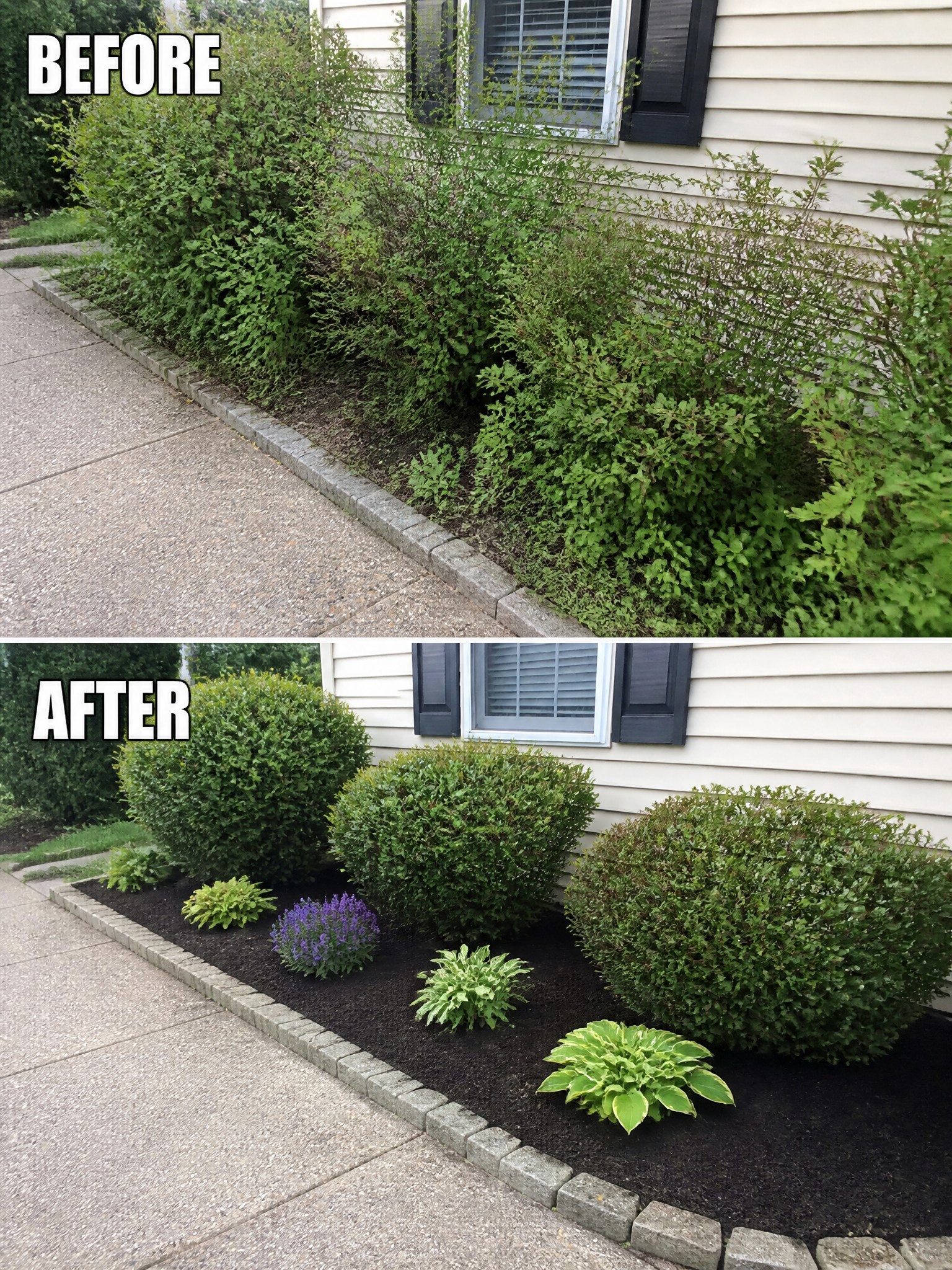 Before and after of overgrown shrubs trimmed into neat mounds with added mulch and flowers.