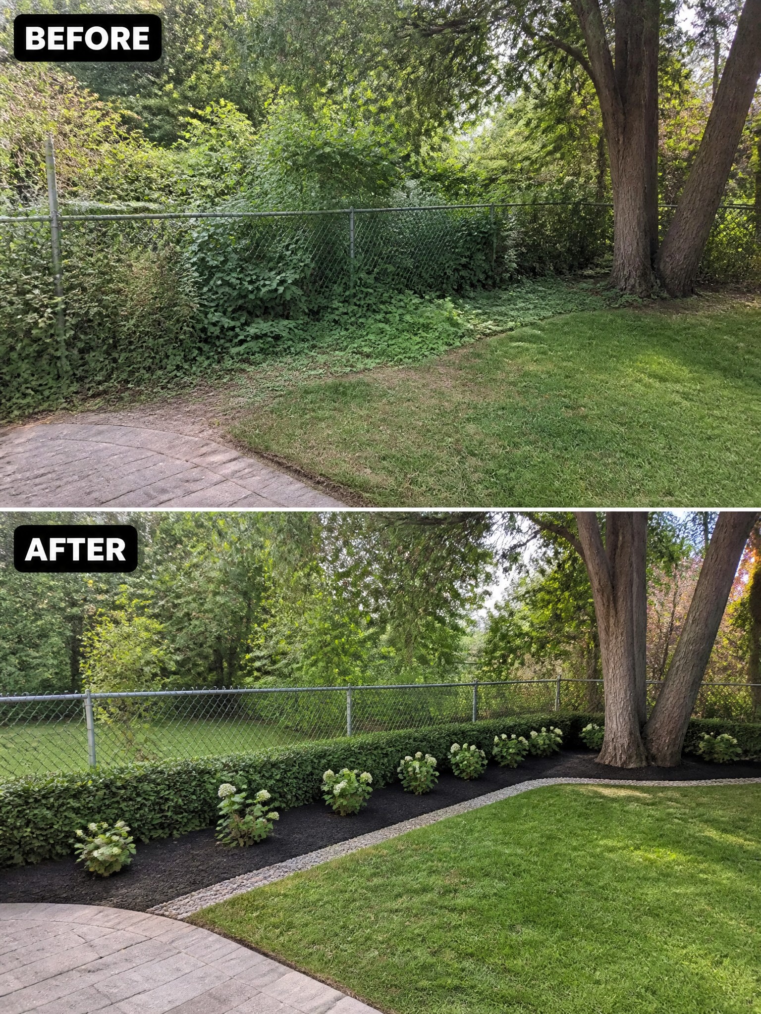 Before and after backyard landscaping with fence, hedge, mulch bed, and trees