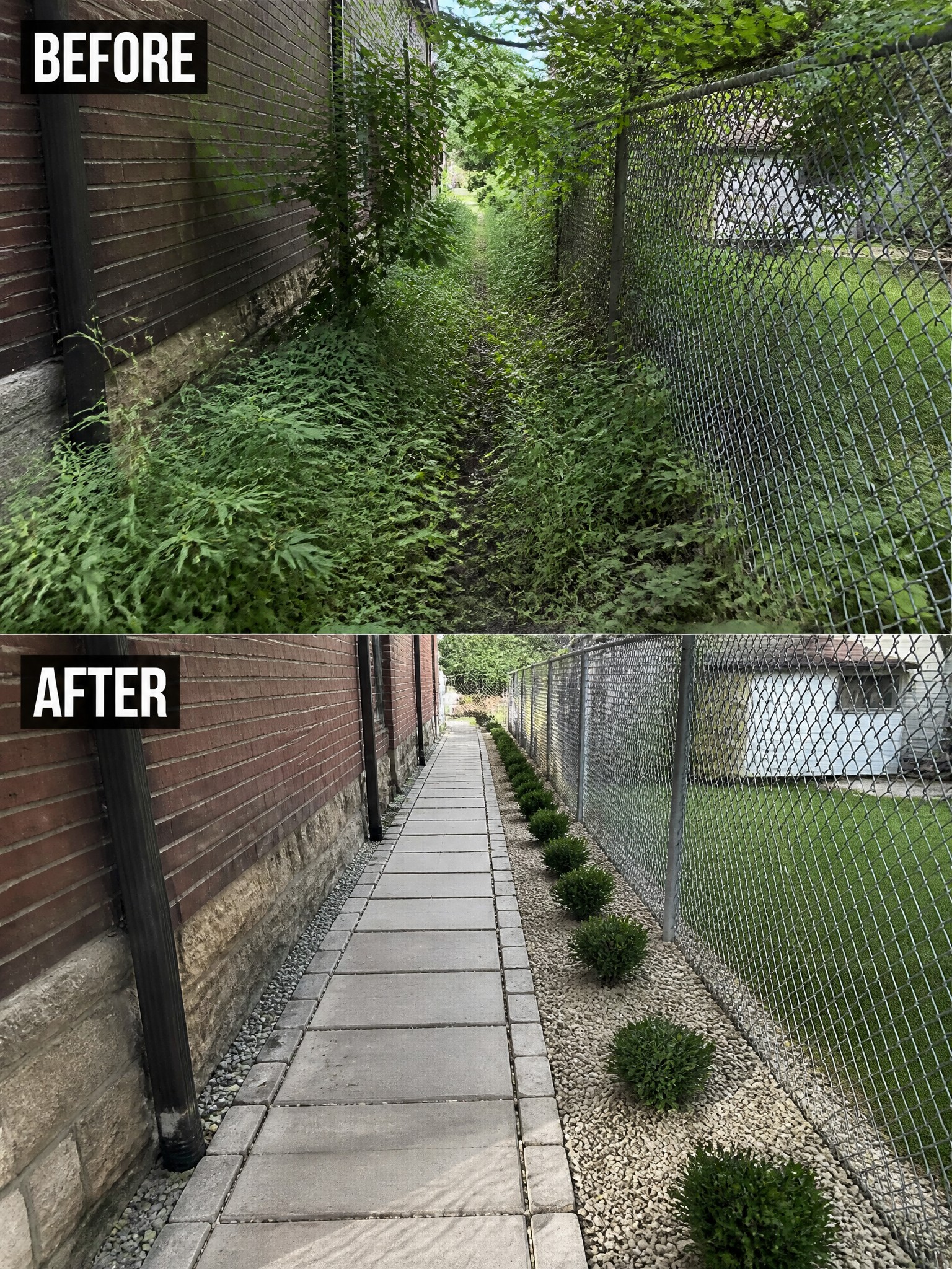 Before and after of overgrown path cleared into paved walkway with shrubs.