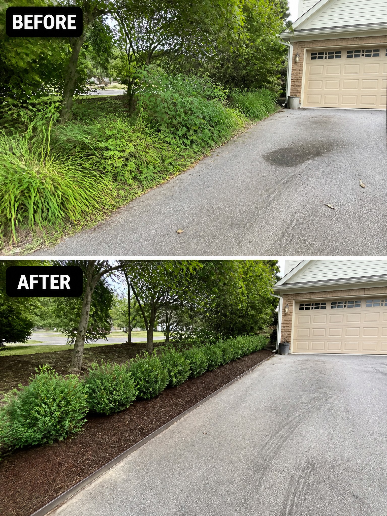 Before and after: overgrown bushes trimmed into neat mulched shrubs along driveway.