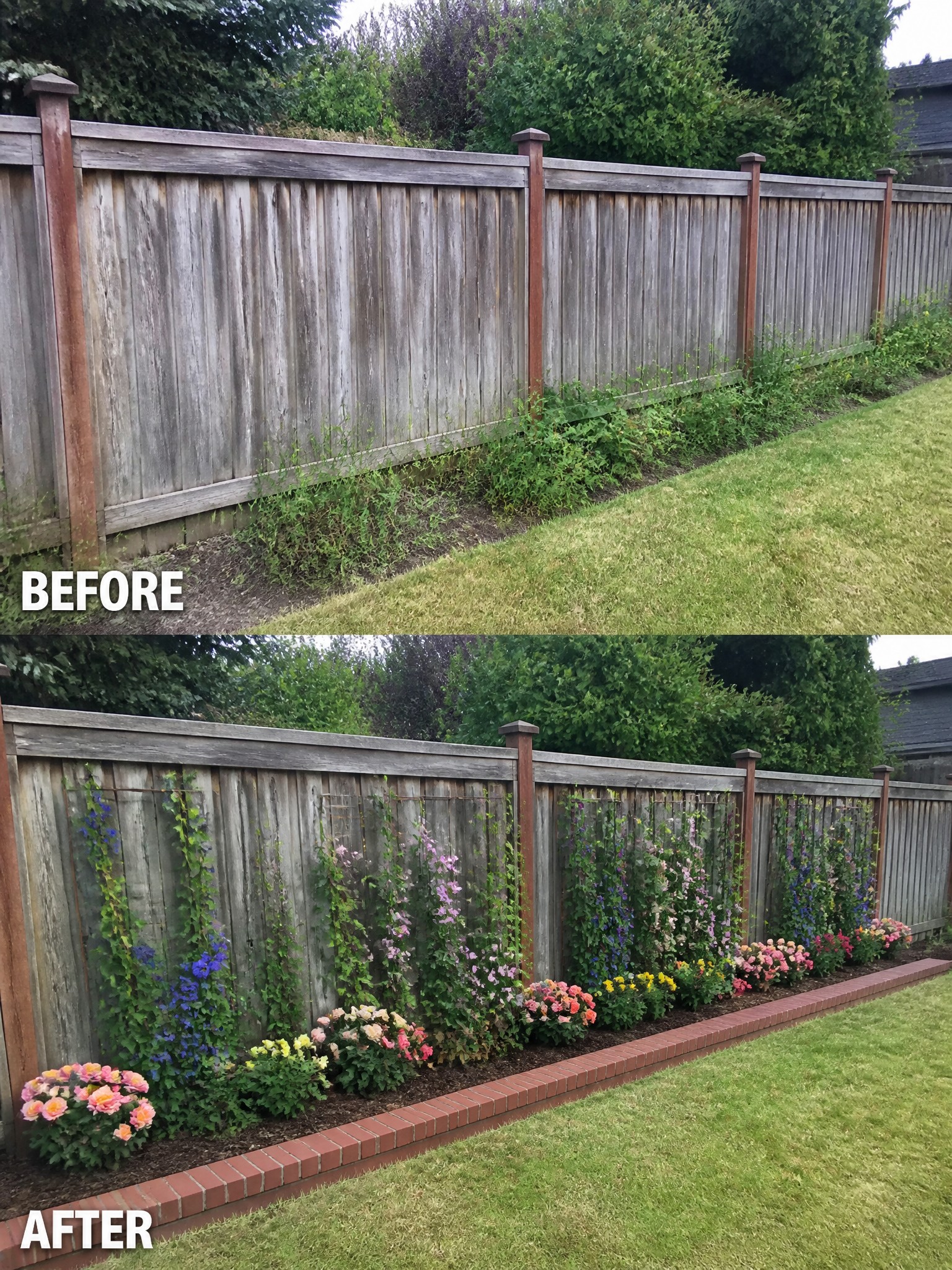 Before and after of weathered fence with climbing flowers and colorful garden bed