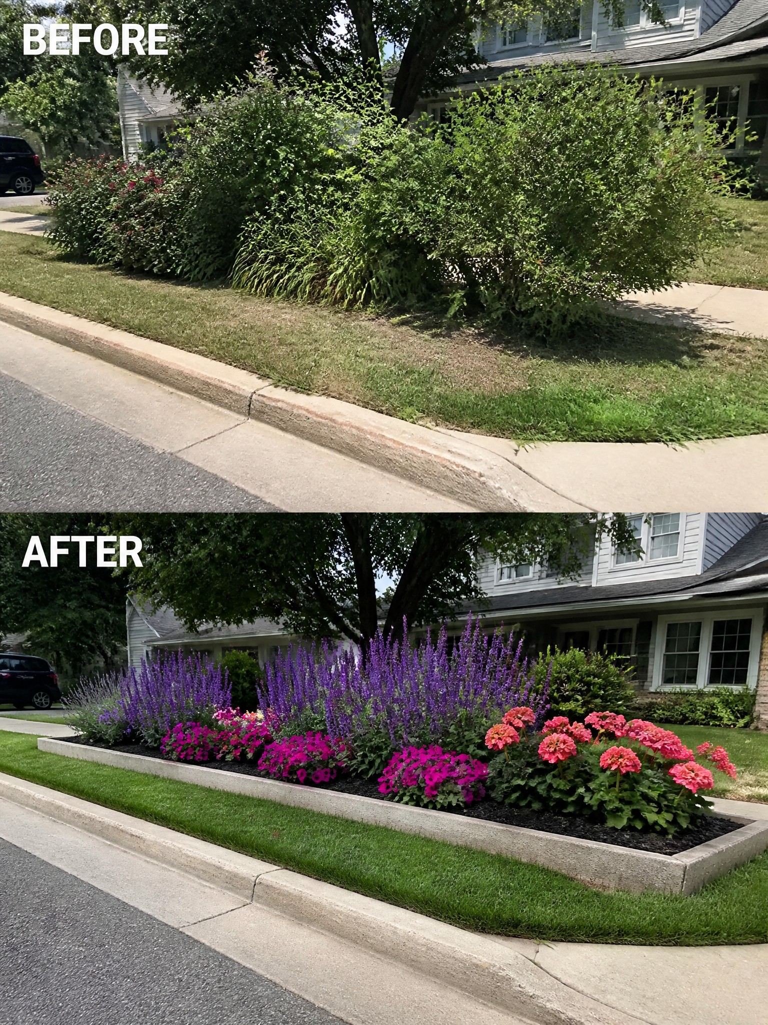 Before and after of overgrown shrubs transformed into colorful raised flower bed with purple blooms.