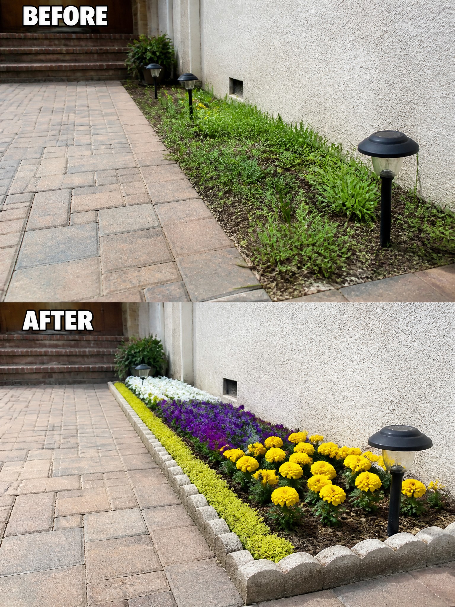 Before-and-after image of an overgrown garden bed along a paved walkway changed into a neatly edged flower bed with colorful annuals and mulch.