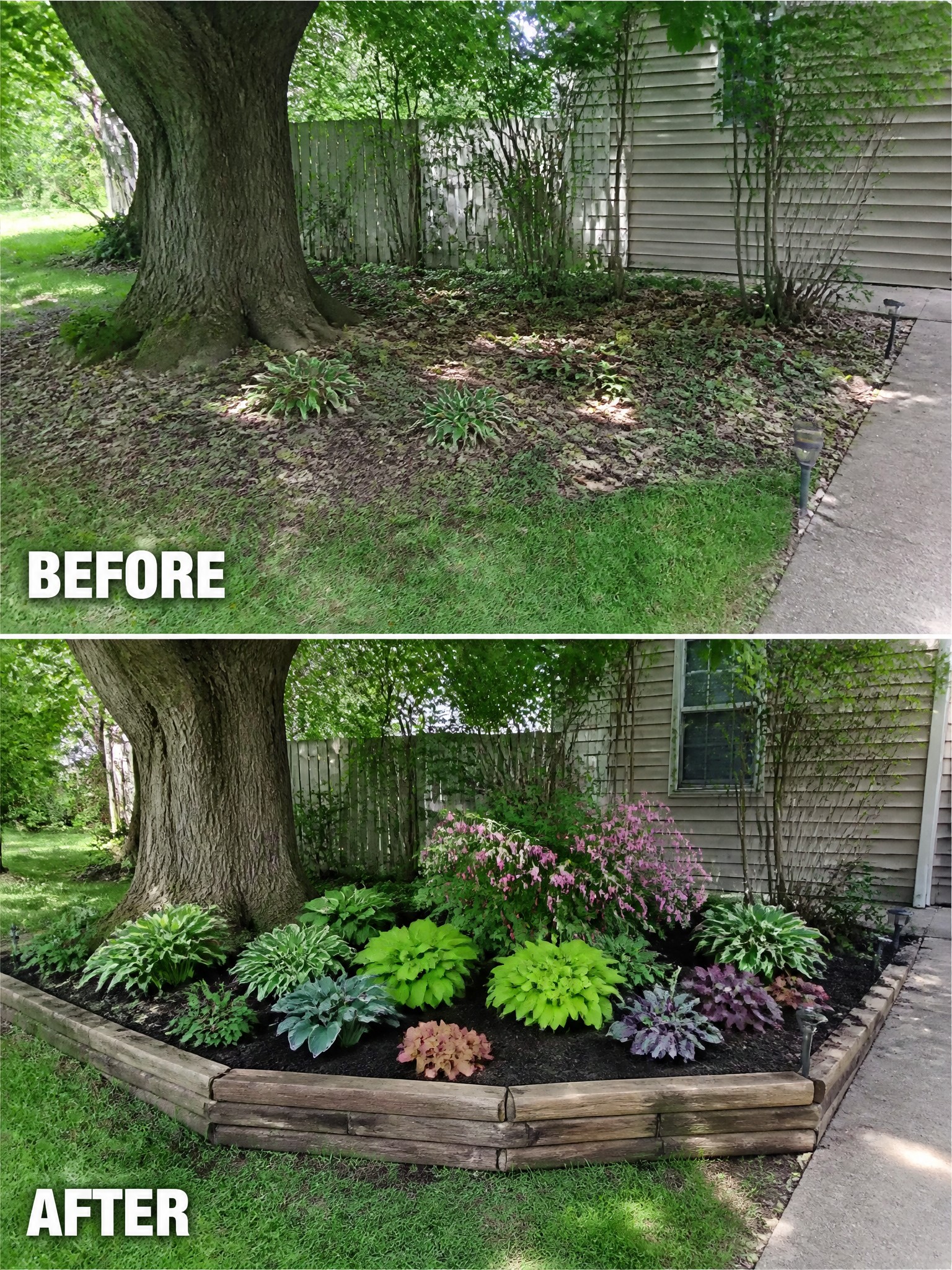 Before-and-after image of an overgrown tree bed changed into a defined garden with wooden edging, dark mulch, and colorful hostas and perennials.