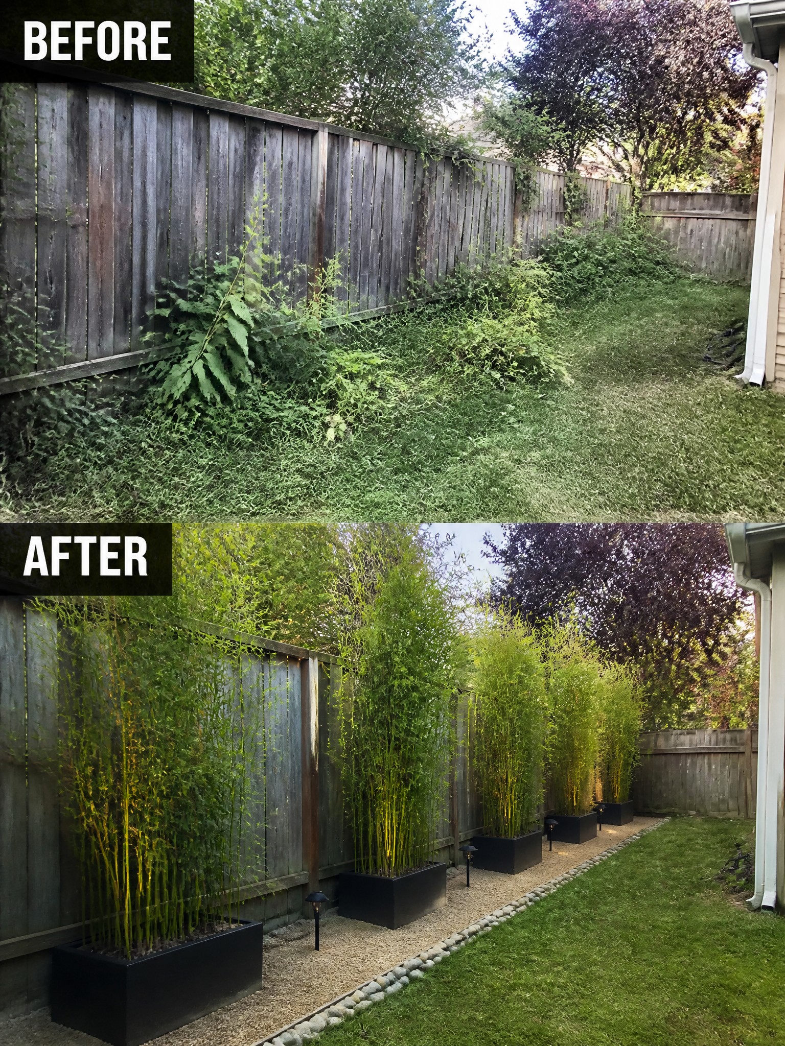 Before overgrown weeds along fence, after with tall bamboo in black planters.