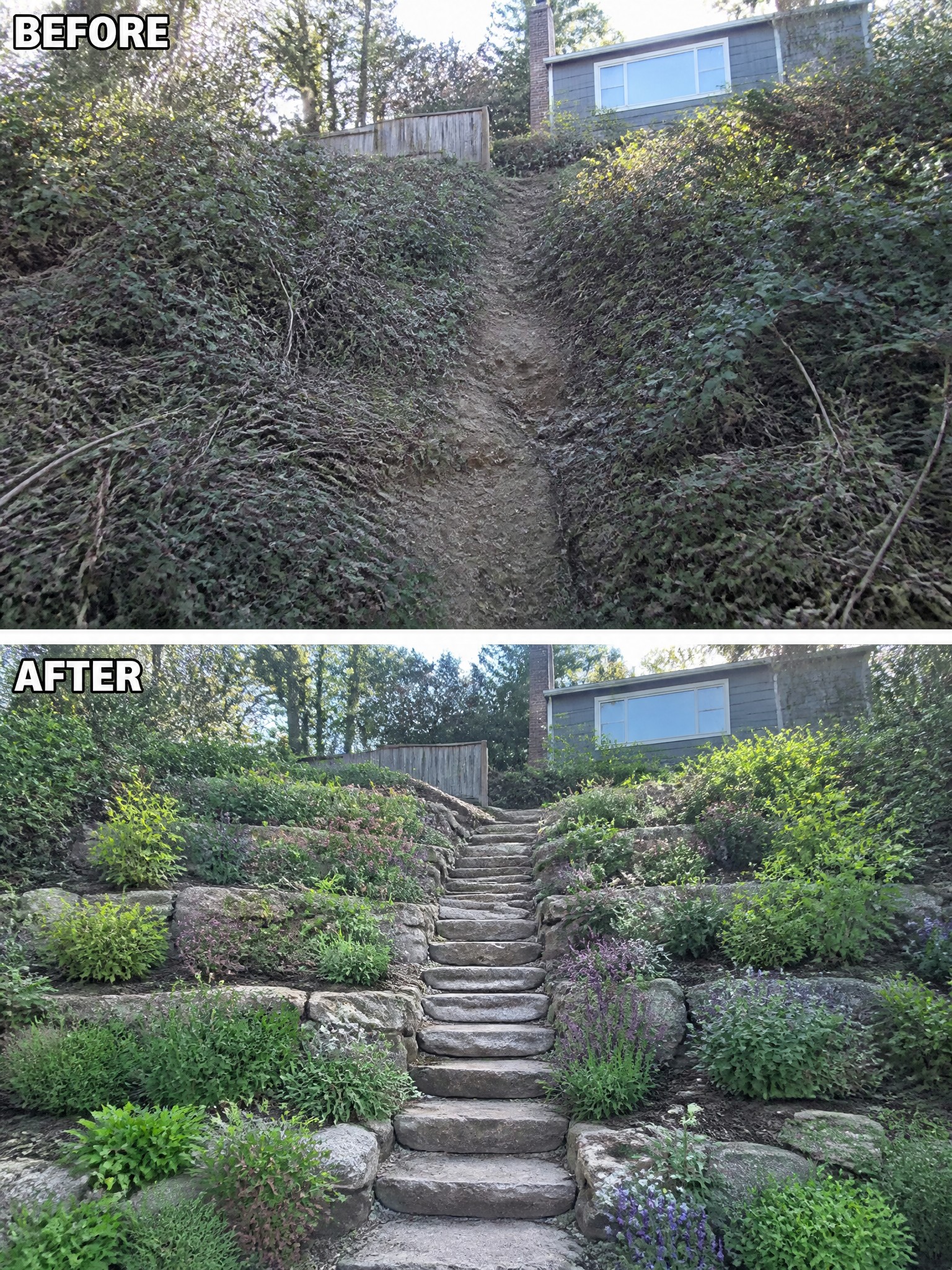 Before-and-after image of an overgrown hillside changed into terraced stone steps with planted garden beds.