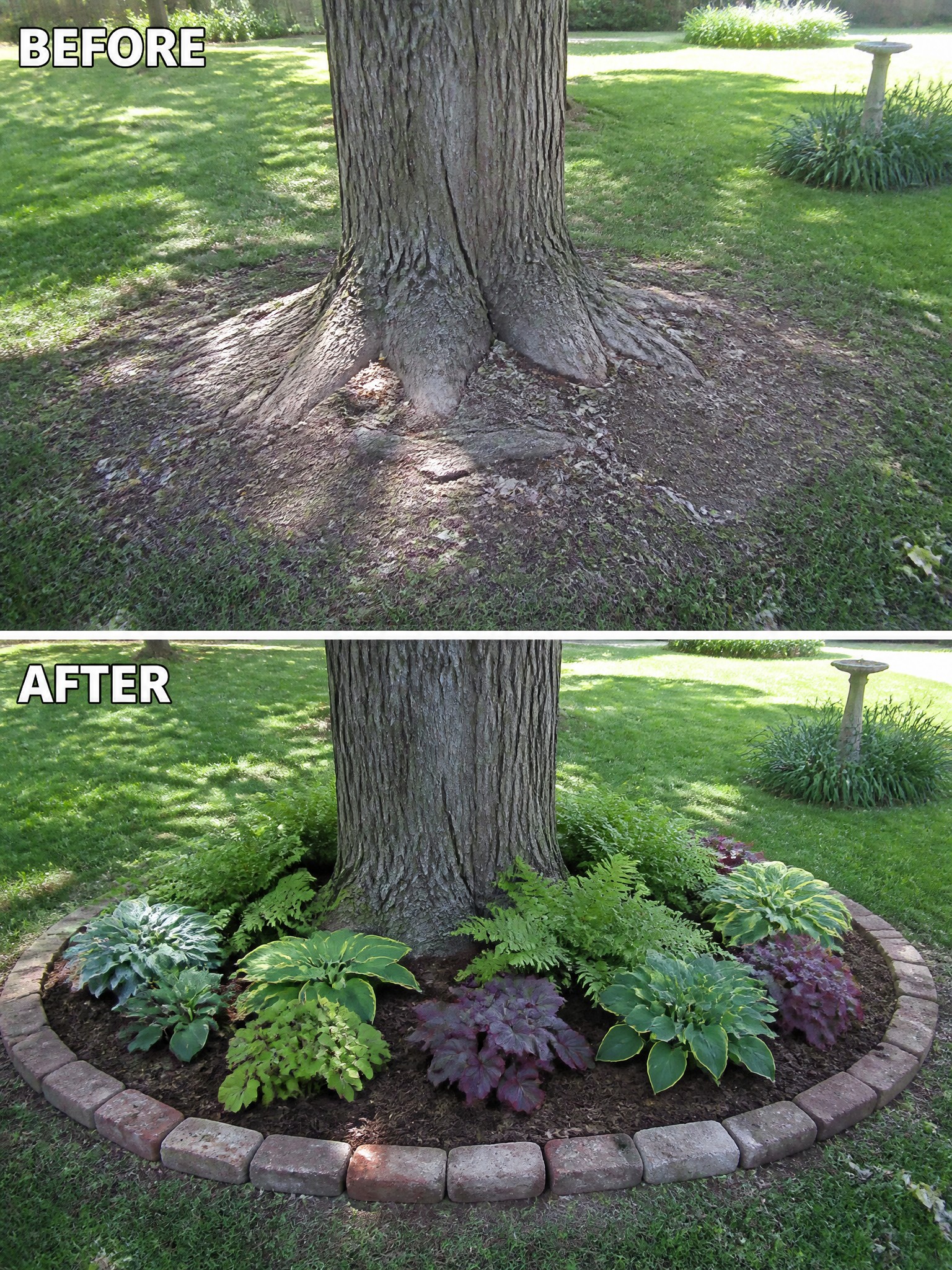 Before-and-after image of a tree base changed from bare exposed roots and grass into a mulched garden bed with a brick border and shade-loving plants.