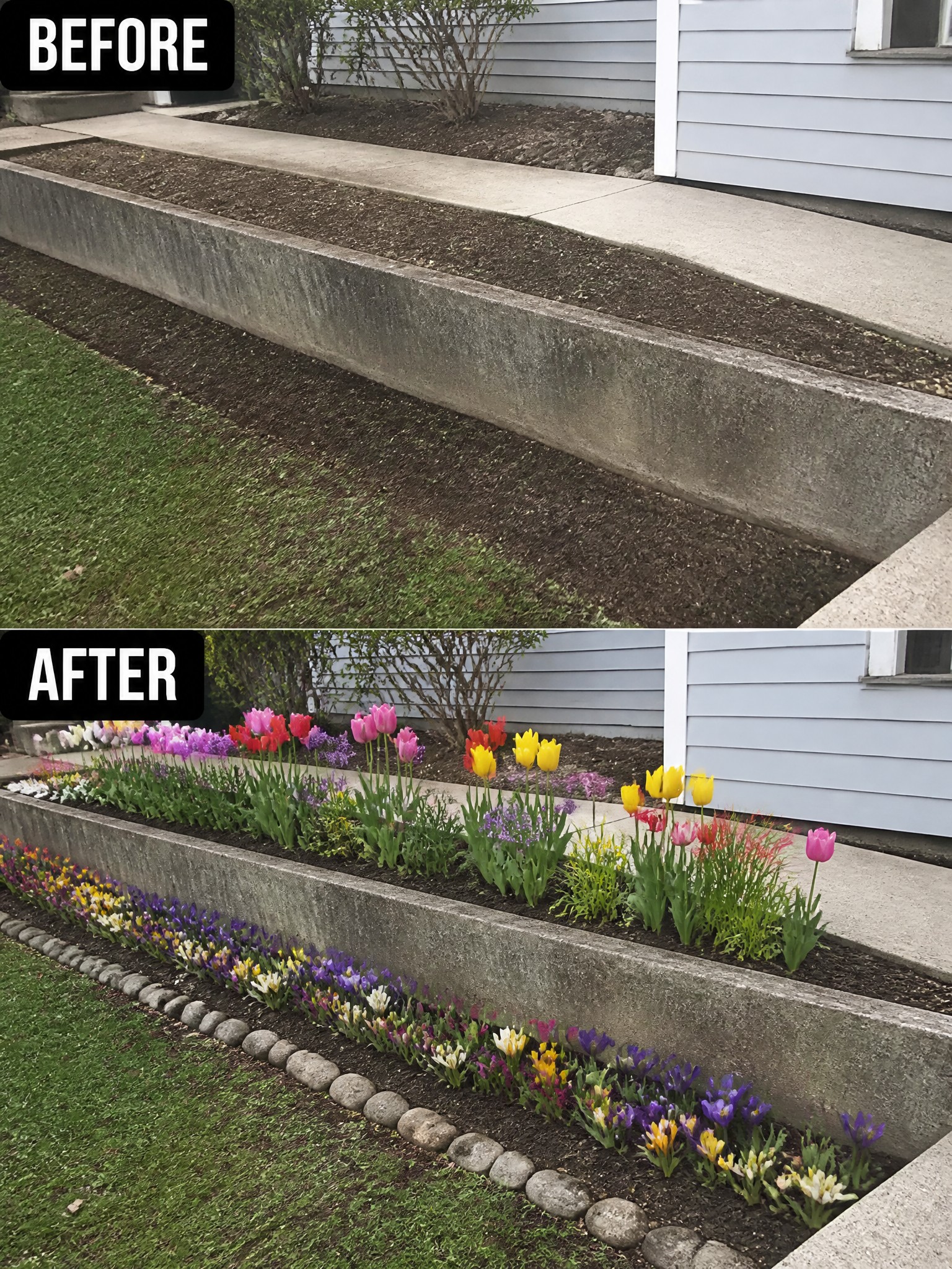 Before-and-after image of a bare concrete planter bed changed into a colorful flower garden with tulips, crocuses, and stone edging.