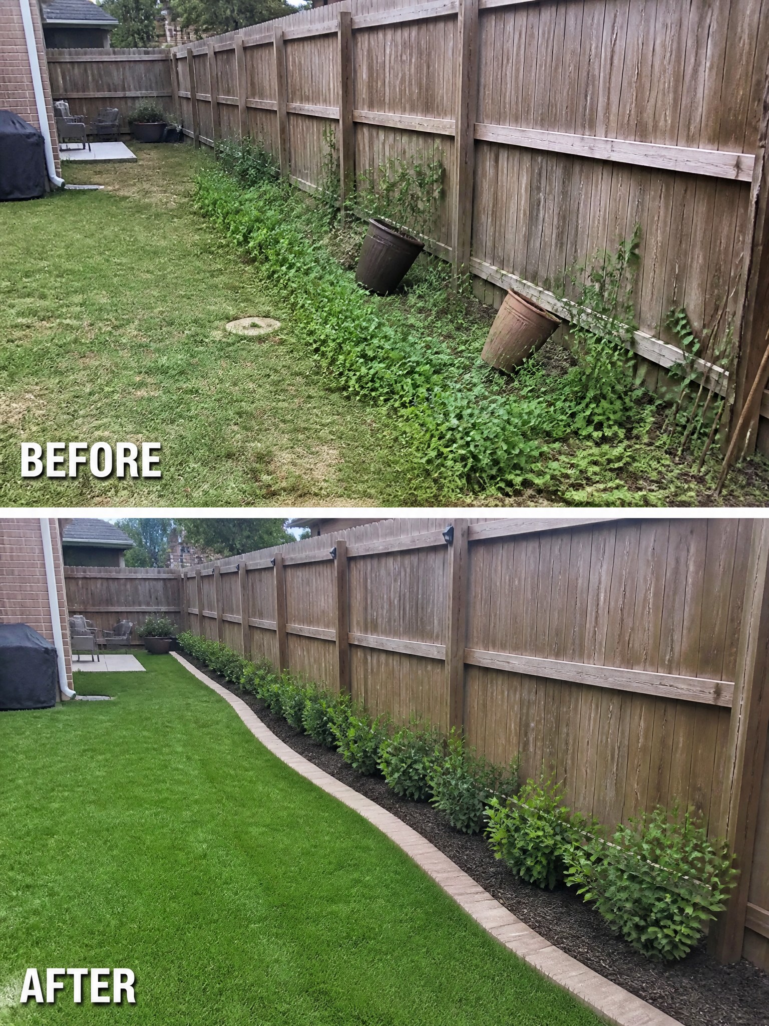 Before and after backyard fence line with weeds cleared and shrubs planted.