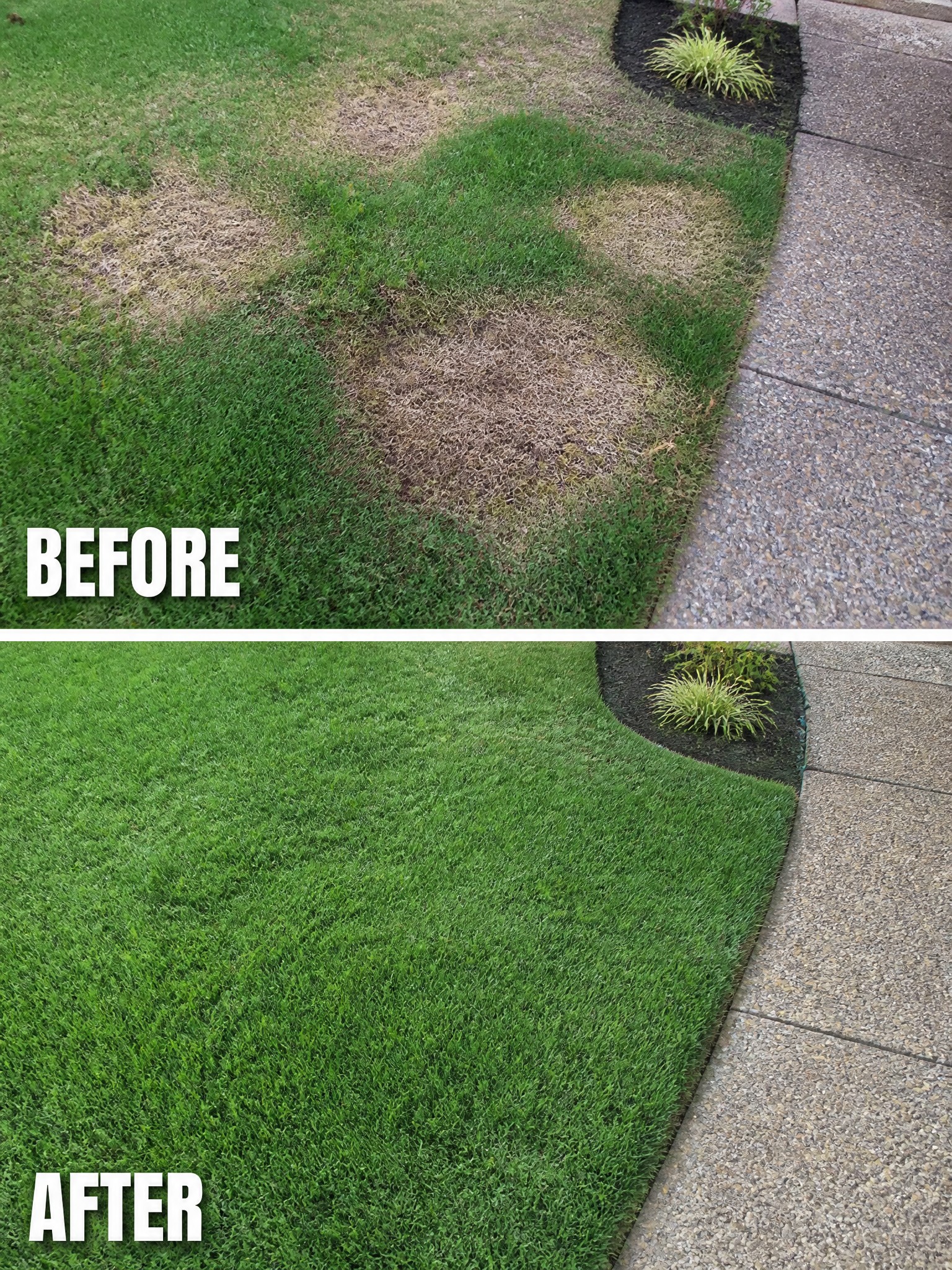 Before and after view of patchy brown lawn restored to lush green grass