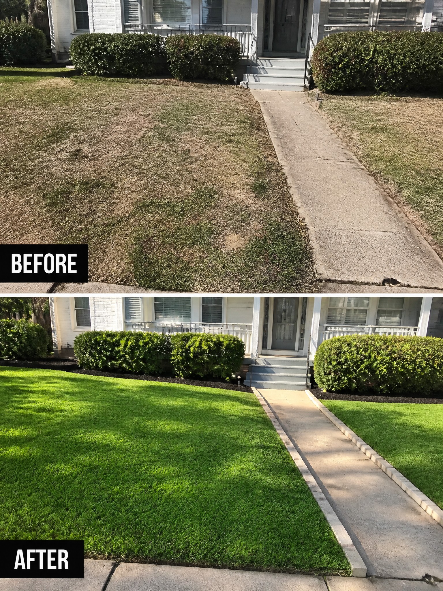 Before and after of patchy brown lawn transformed into lush green grass with walkway.