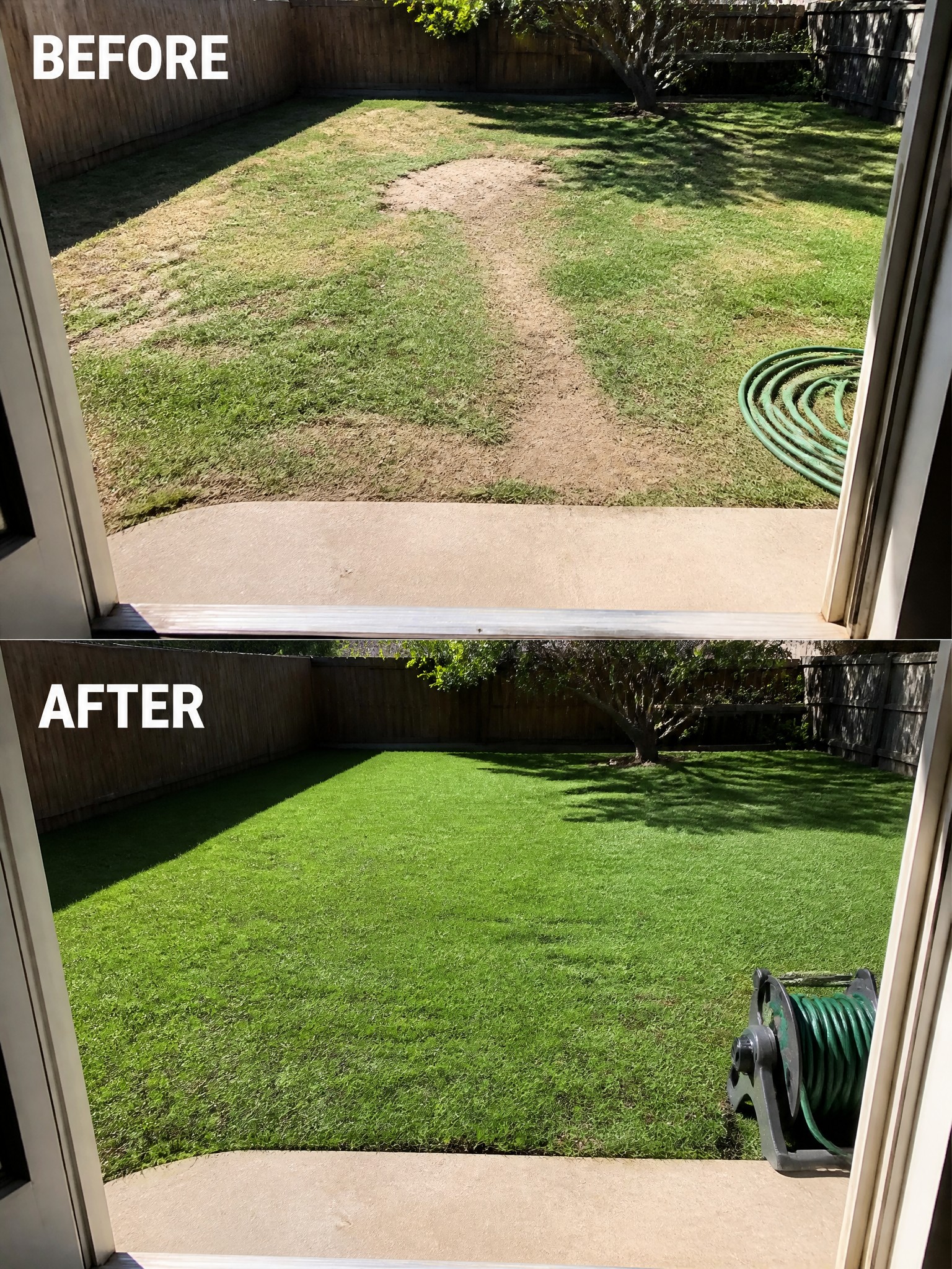 Before and after backyard lawn from patchy dirt path to lush green grass