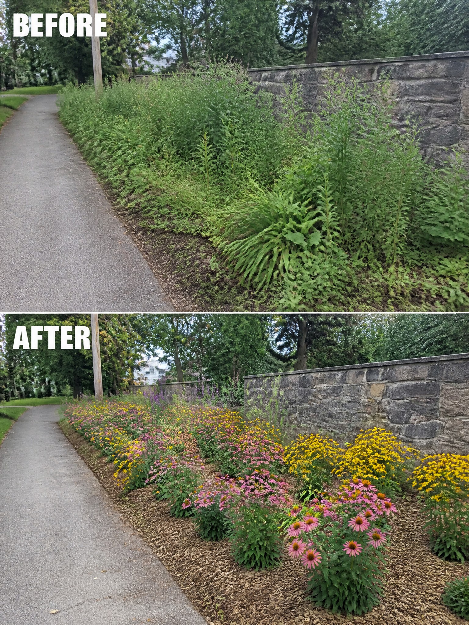 Before-and-after image of an overgrown garden border cleaned up into a neat mulched flower bed with pink and yellow perennials.