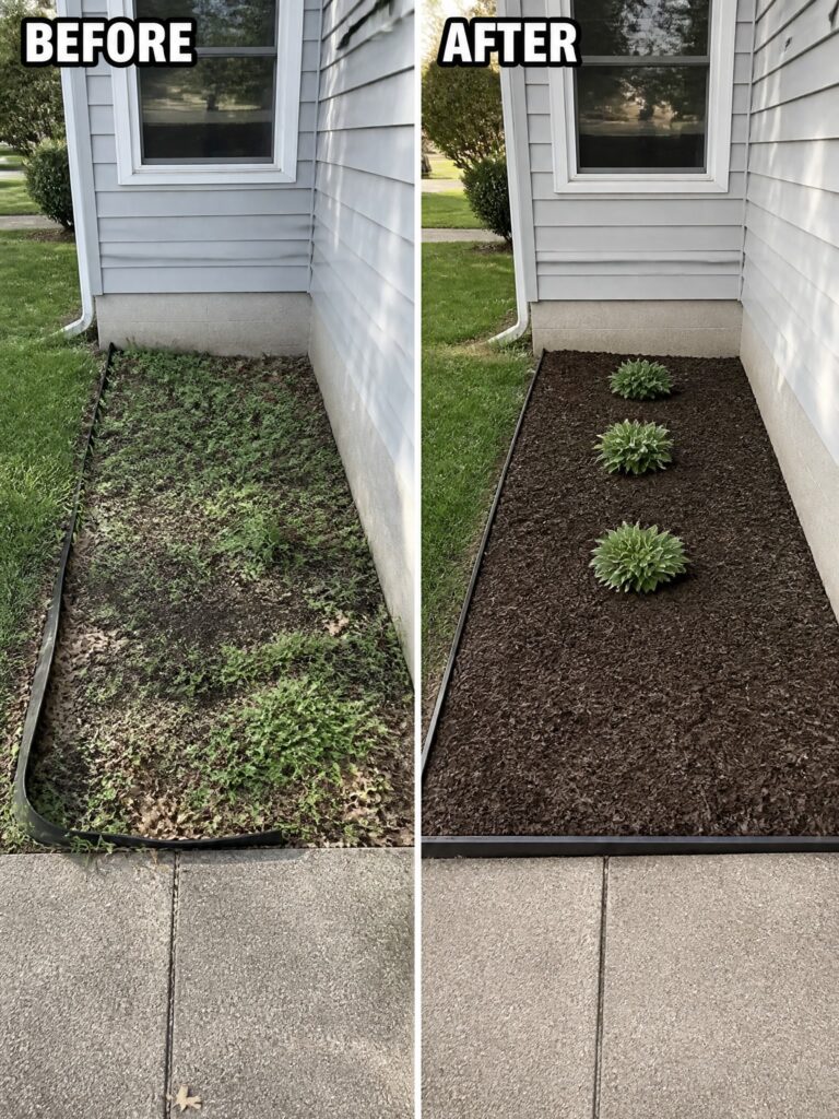 Before and after of weedy garden bed mulched with three flowering plants by house