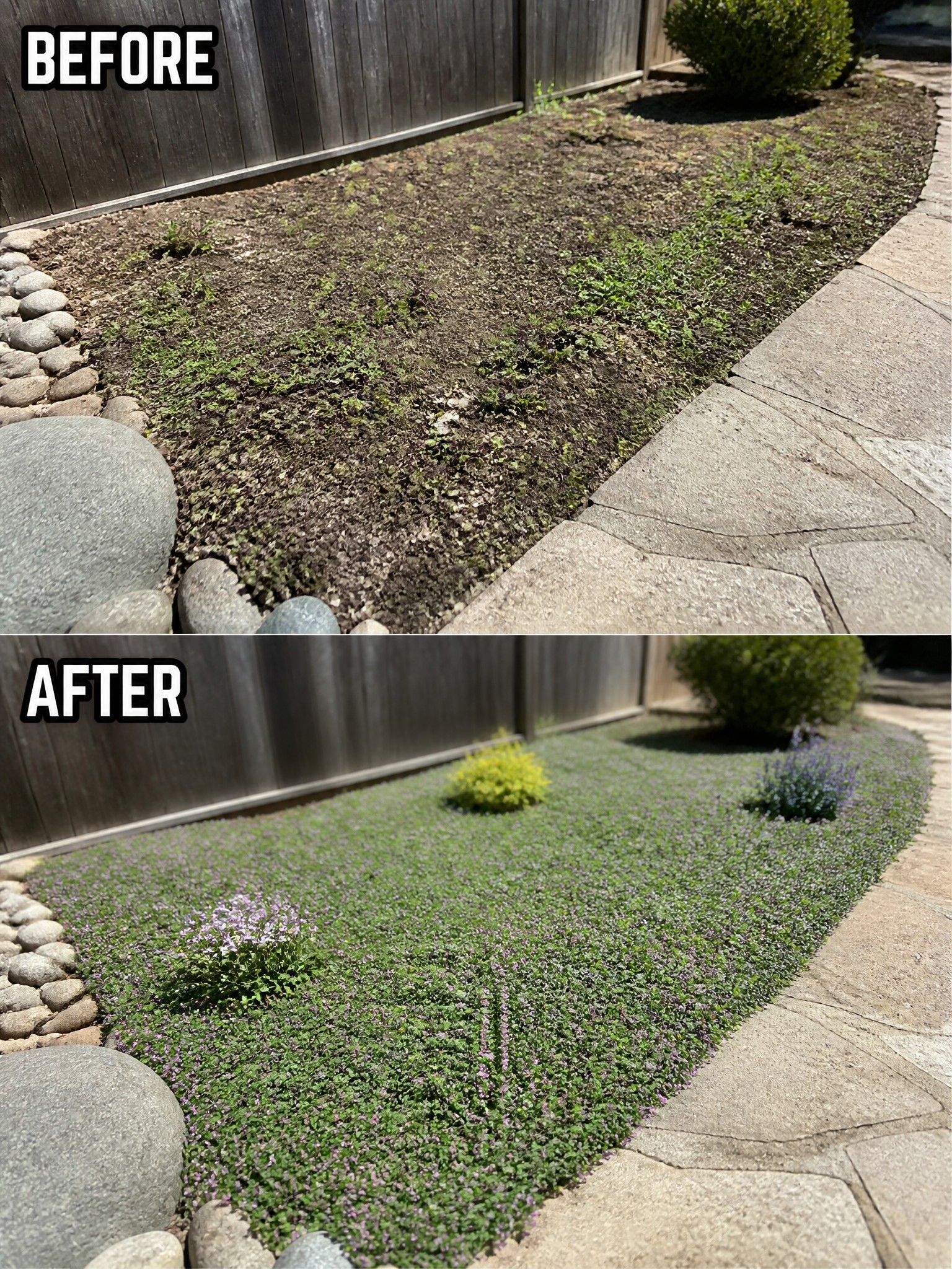 Before-and-after garden bed transformed from weeds to lush green ground cover with flowers
