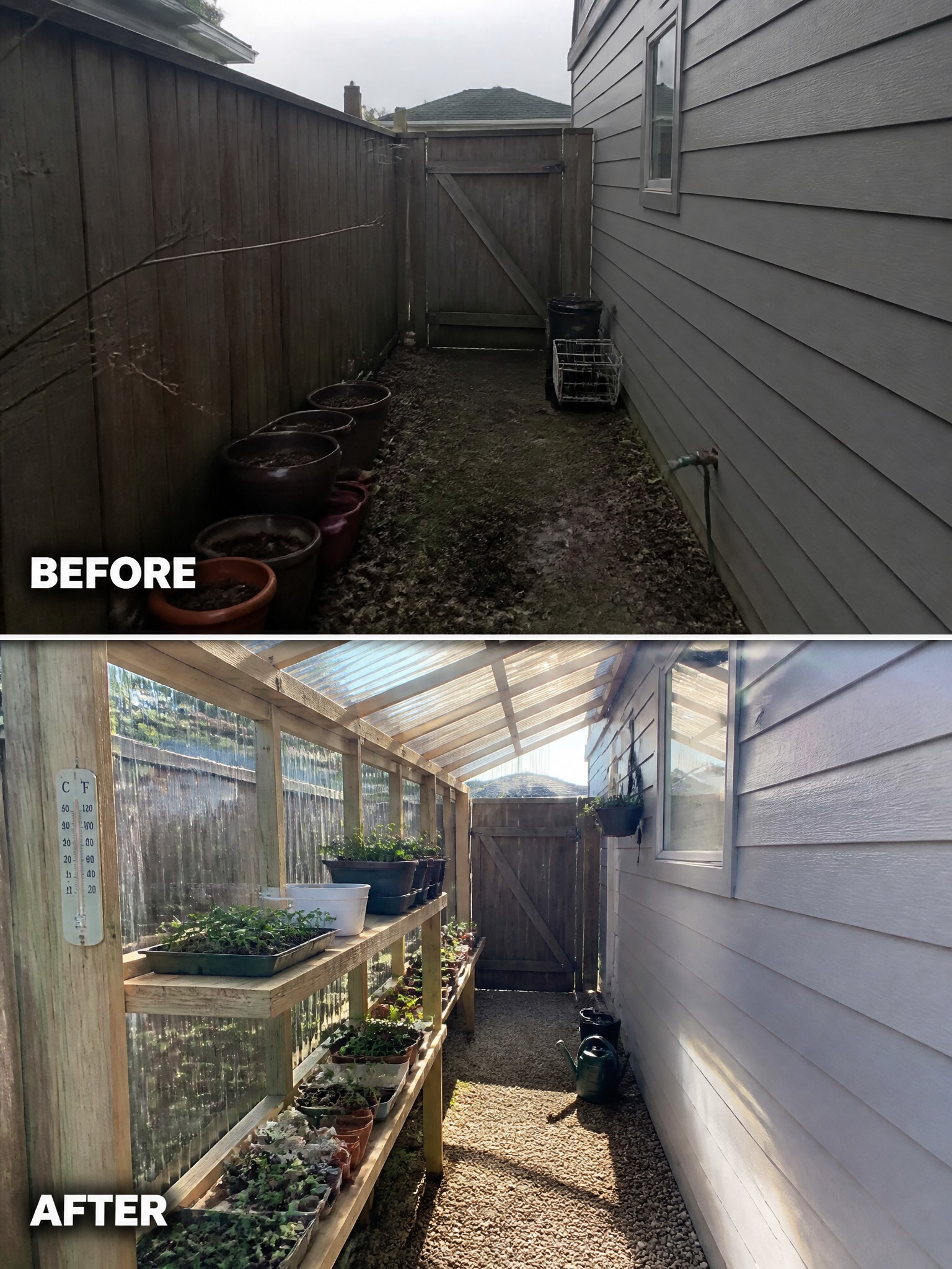 Before and after of narrow yard transformed into greenhouse with plant shelves
