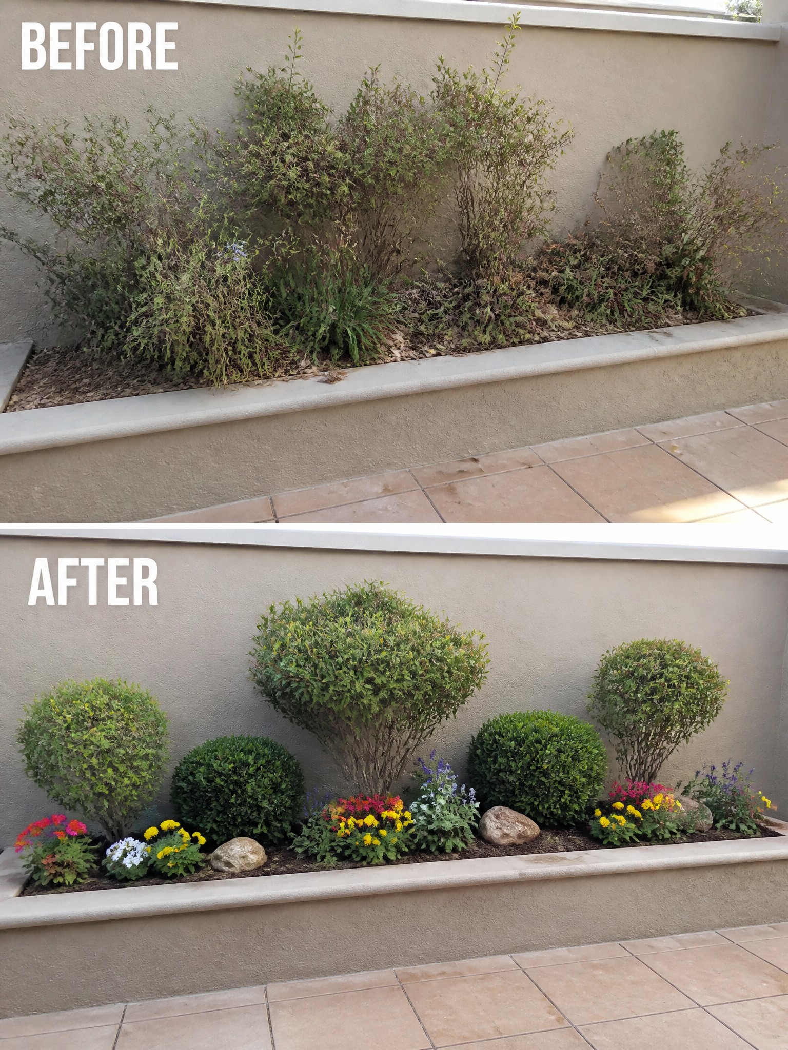 Before and after of overgrown shrubs transformed into manicured bushes with colorful flowers.