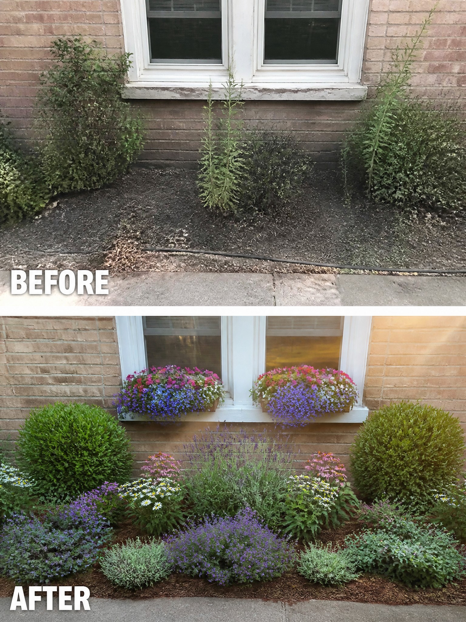Before and after of bare garden bed transformed into colorful flower garden with shrubs.