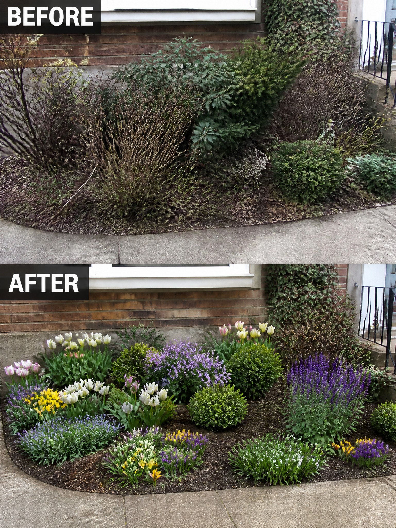 Before overgrown shrubs and after colorful tulips, lavender and blooming flowerbed.