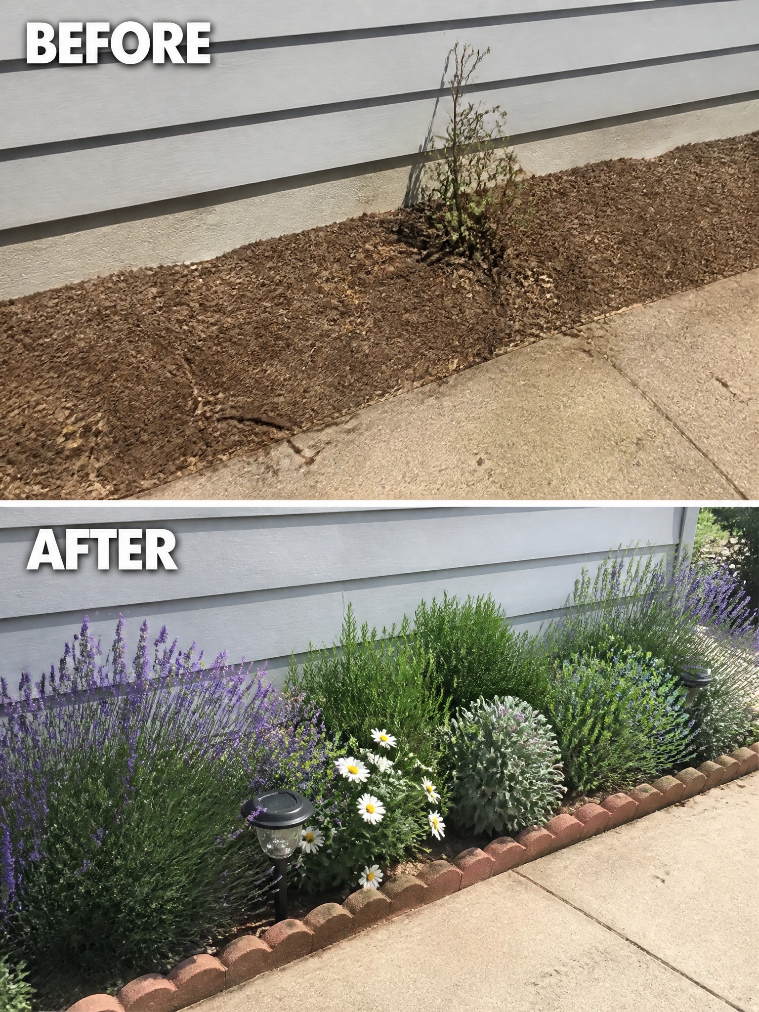 Before and after of mulch bed transformed into colorful garden with lavender and daisies.