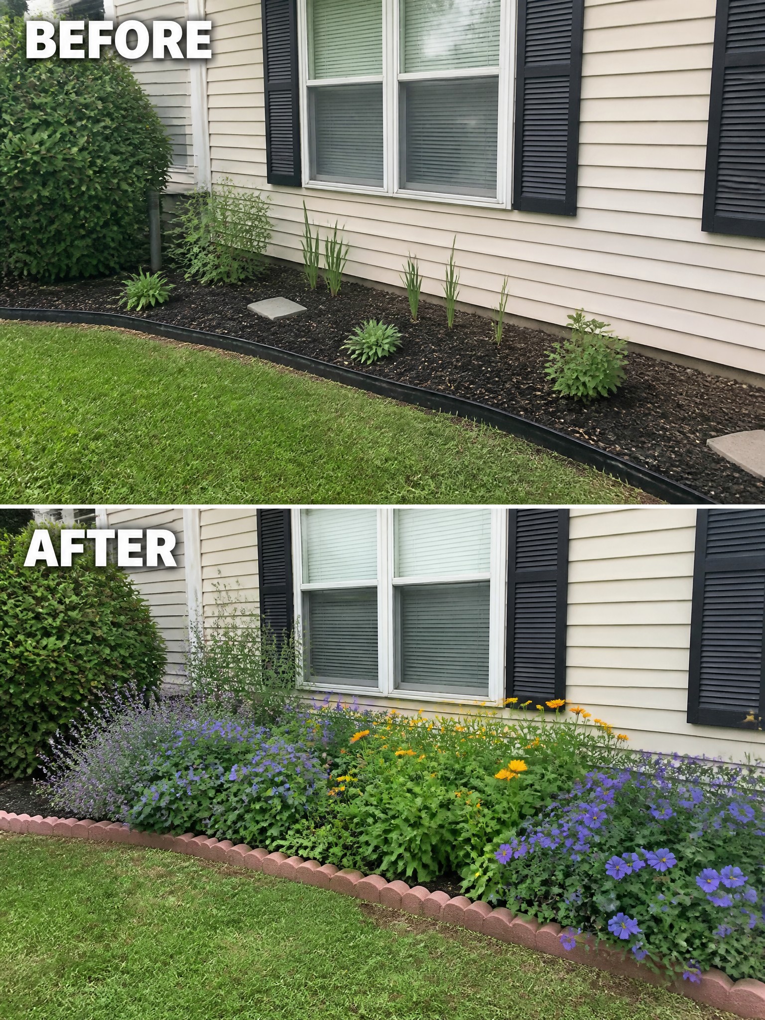 Before-and-after image of a sparse foundation planting bed changed into a colorful flower bed with layered blooms and scalloped edging.