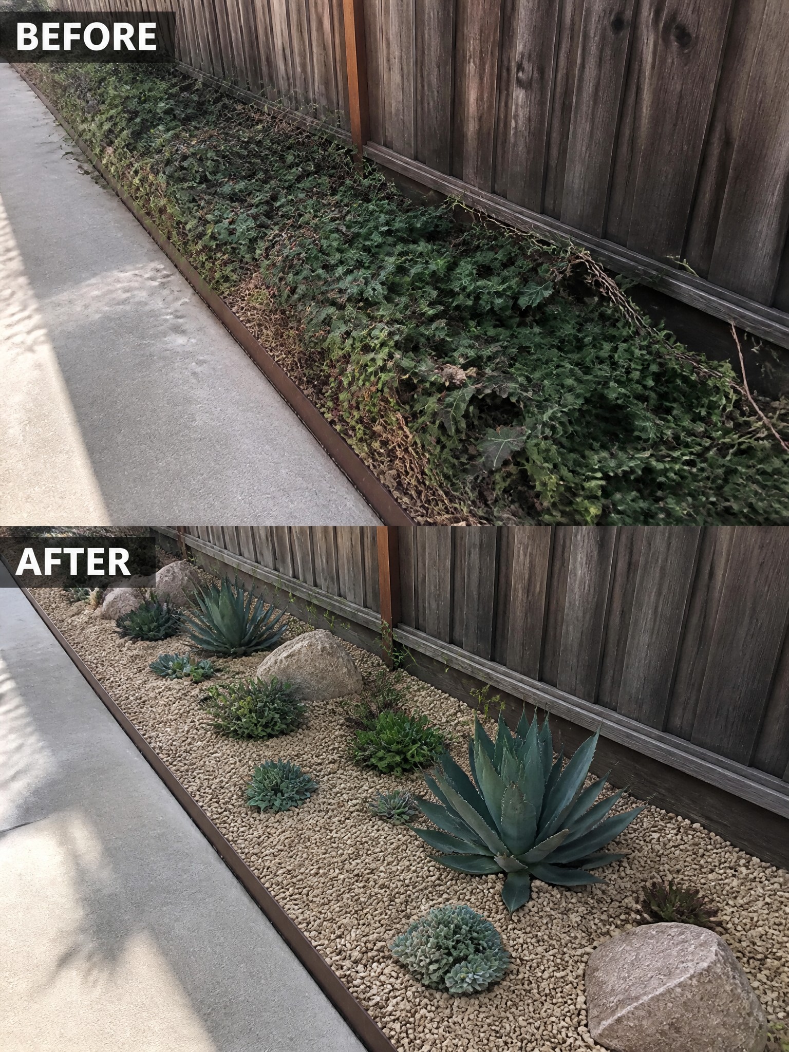 Before and after of overgrown ivy garden transformed into neat gravel succulent bed.