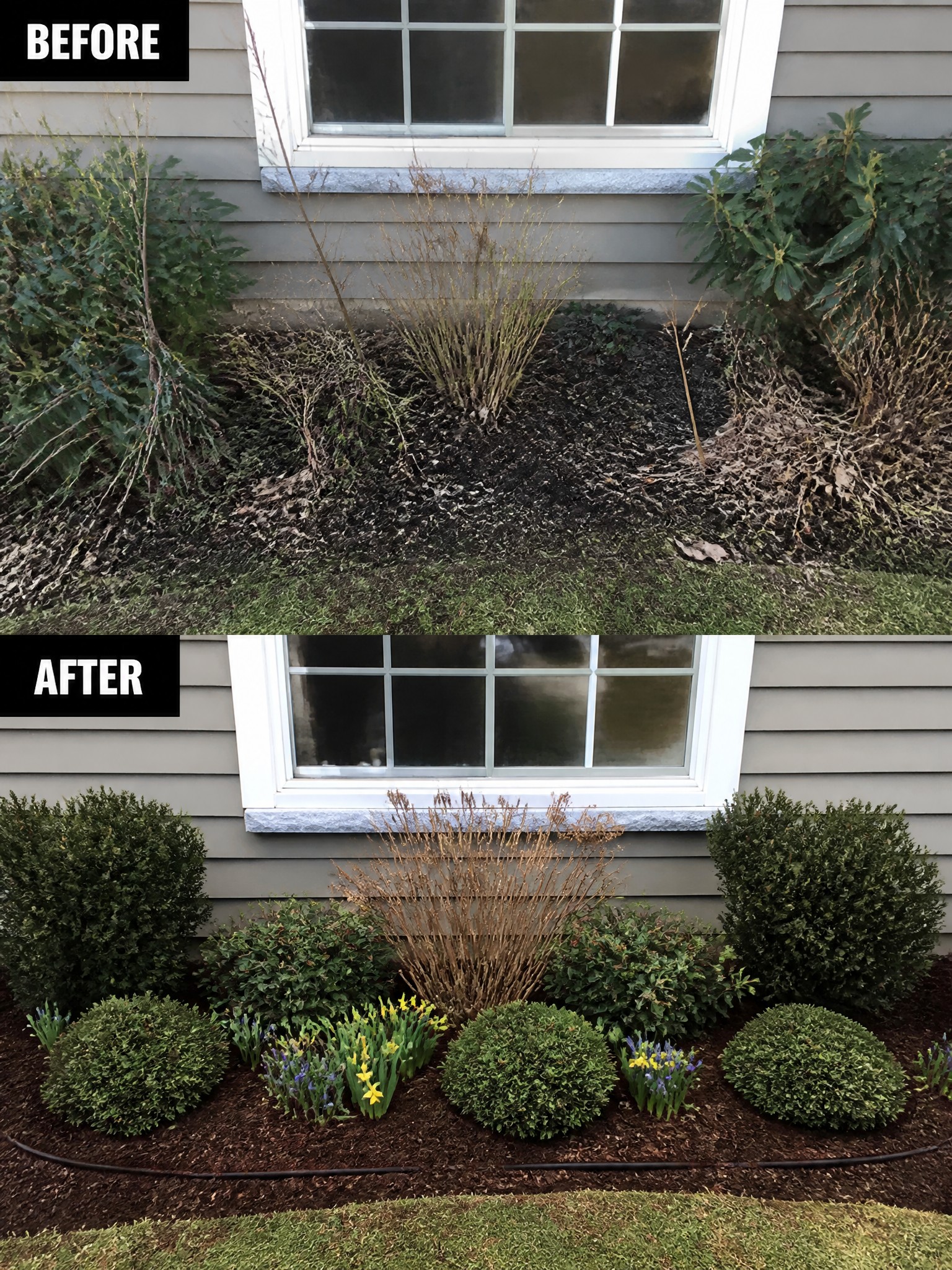 Before messy shrubs and after neat bushes with flowers under window
